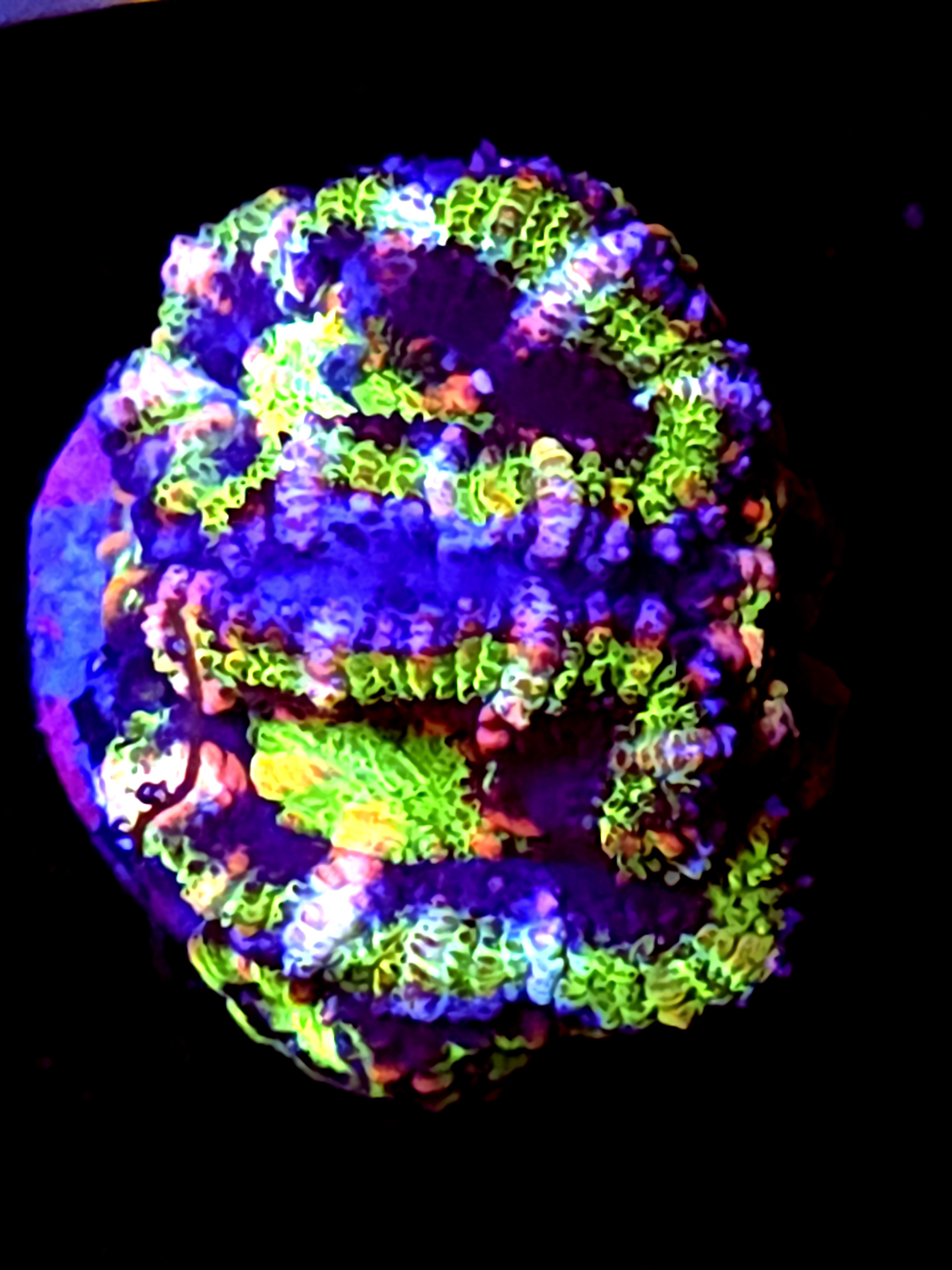 SBB "Moon Melon" Acan 2+ Heads