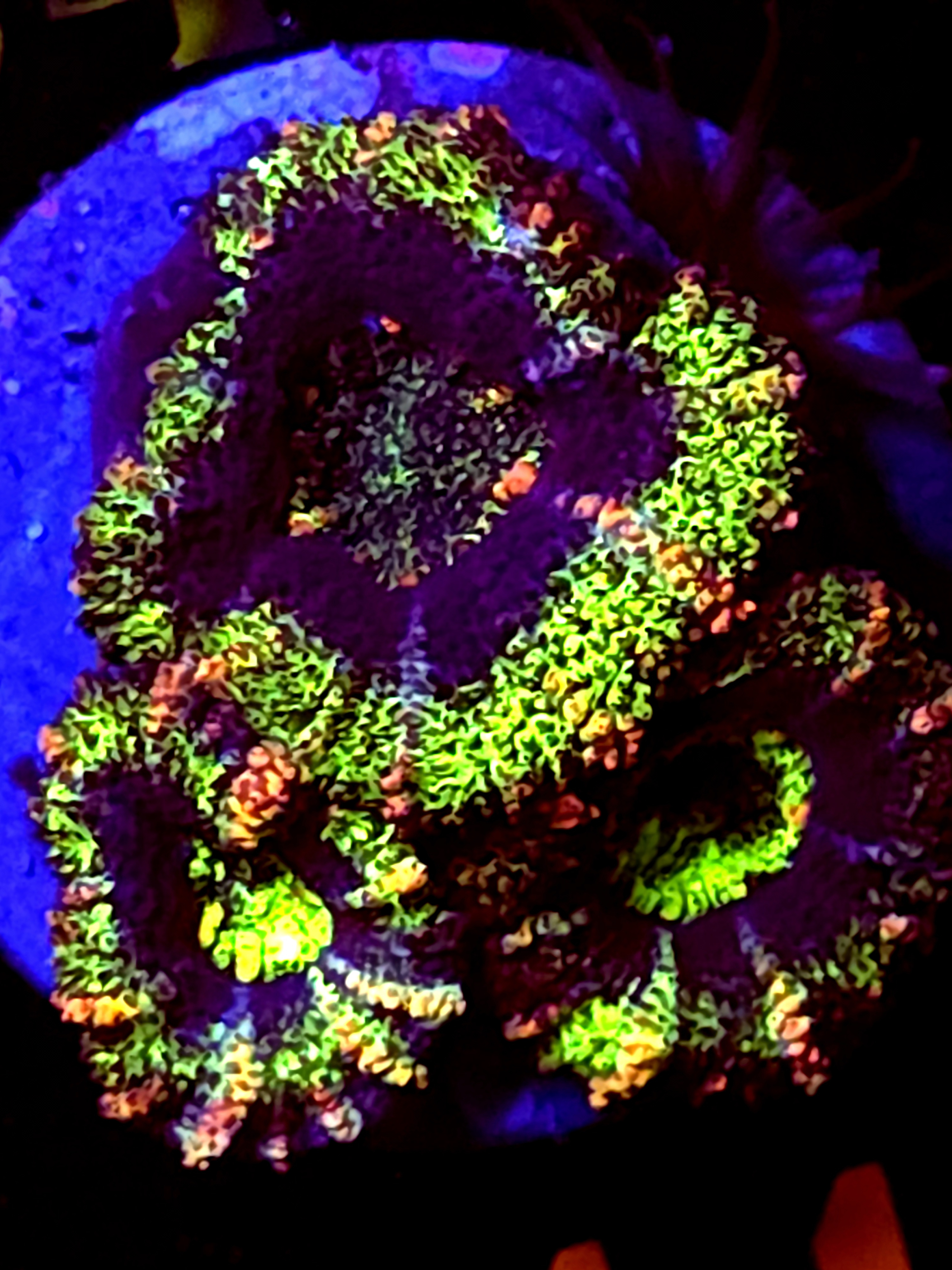 SBB "Mystery Signature" Acan 3 Heads