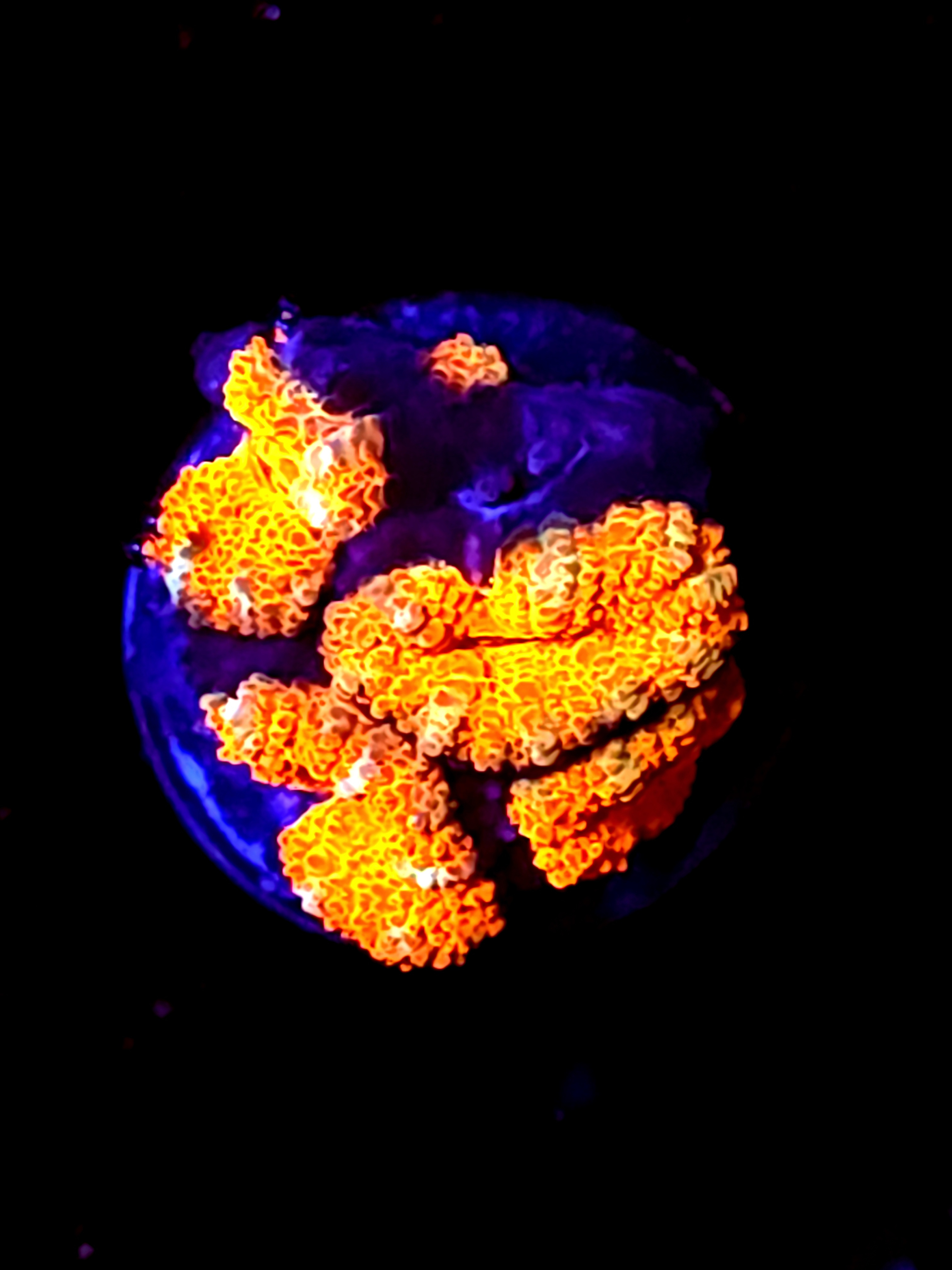 SBB "Mystery Signature" Acan 4 Heads