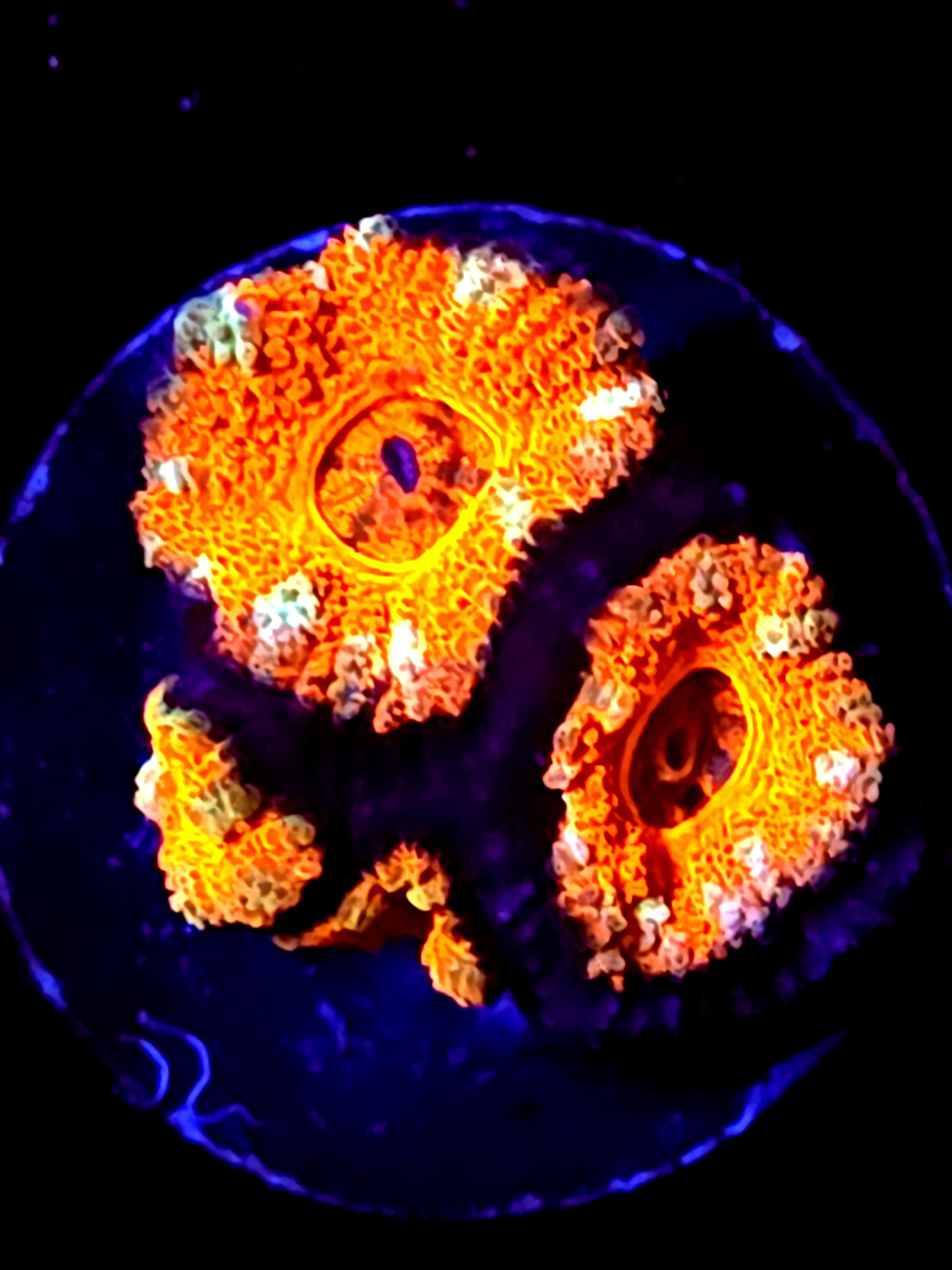 SBB "Lava Bloom" Acan 2 Heads + Babies