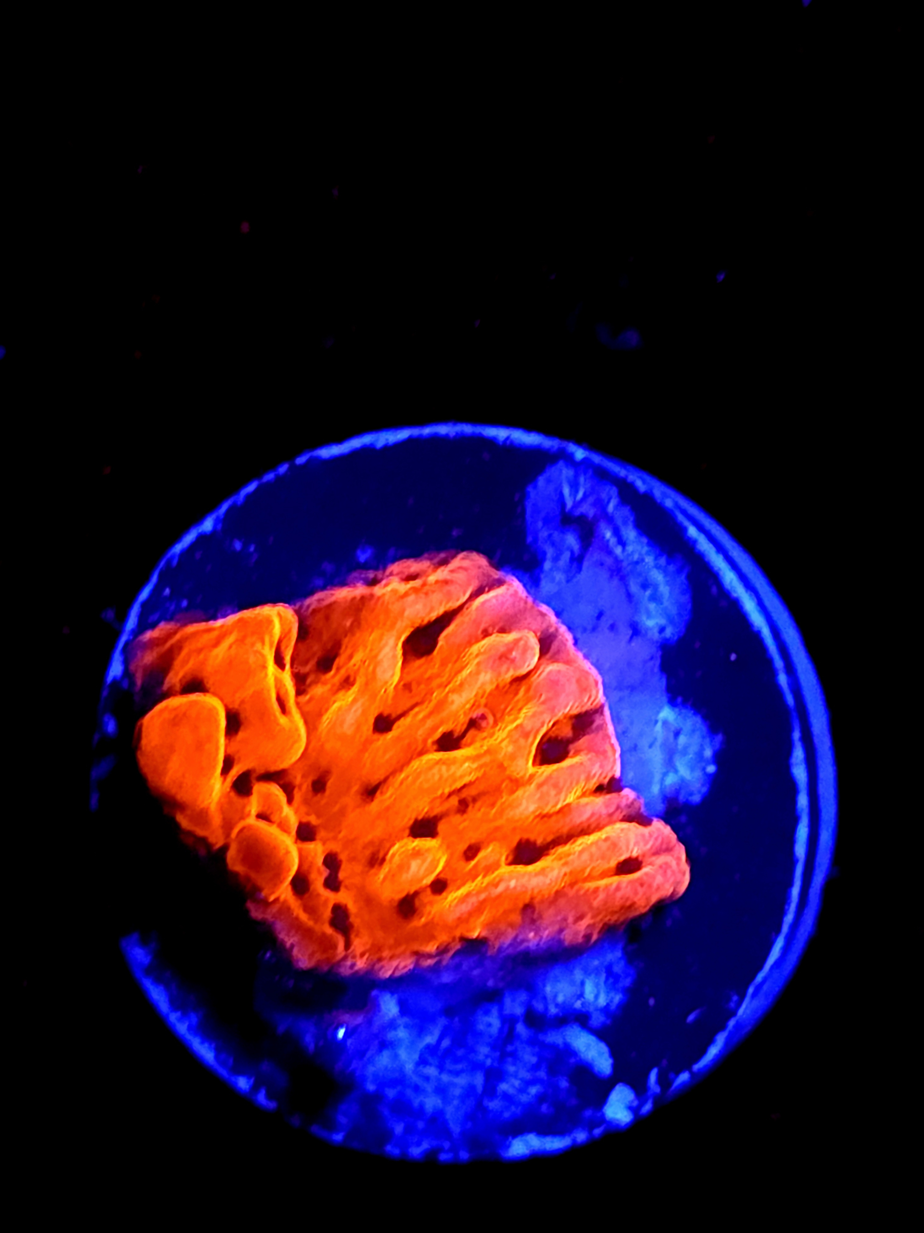 SBB "Mystery Signature" Small Monti