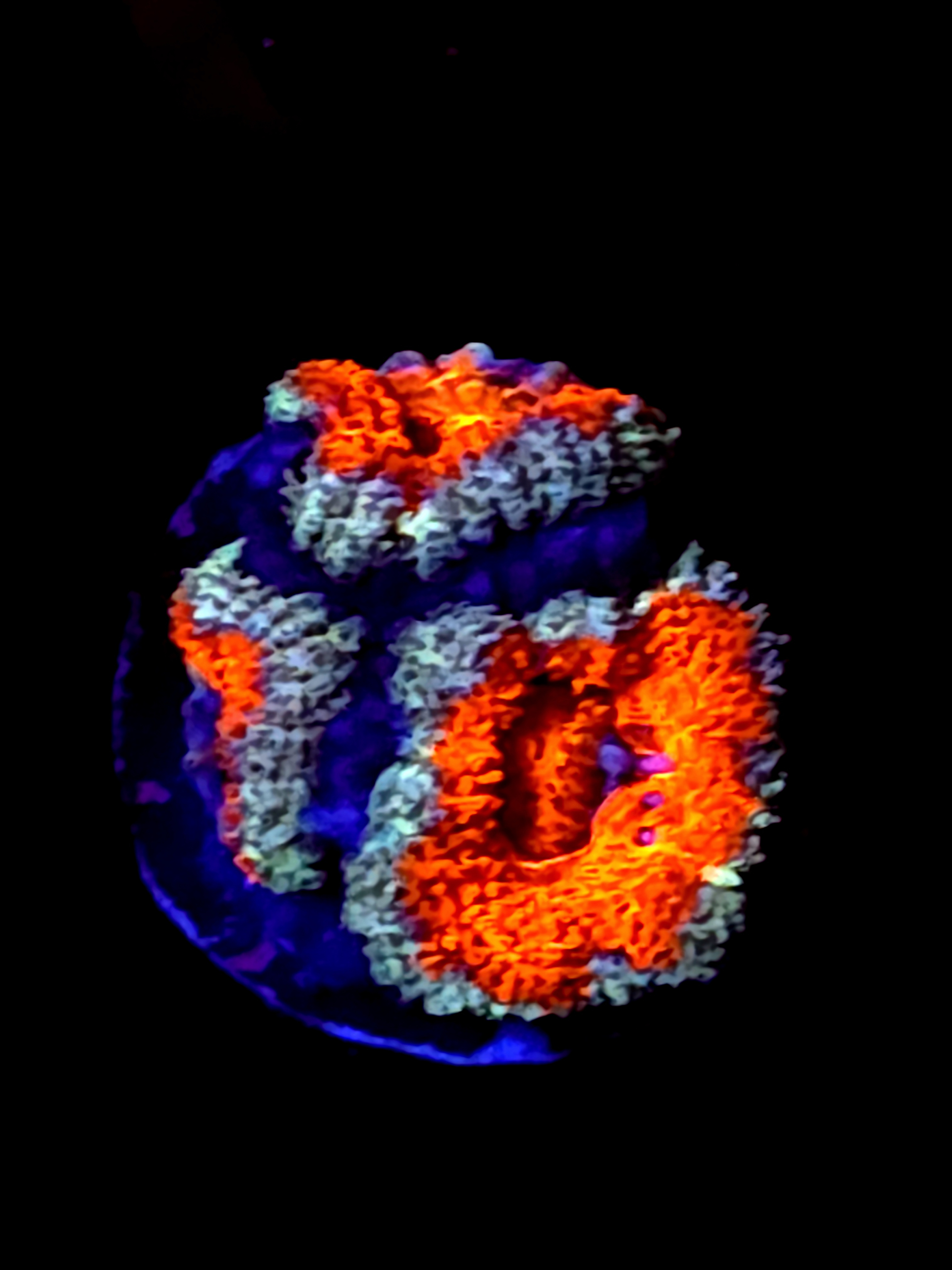 SBB "Nebula Core" Acan 3 Heads
