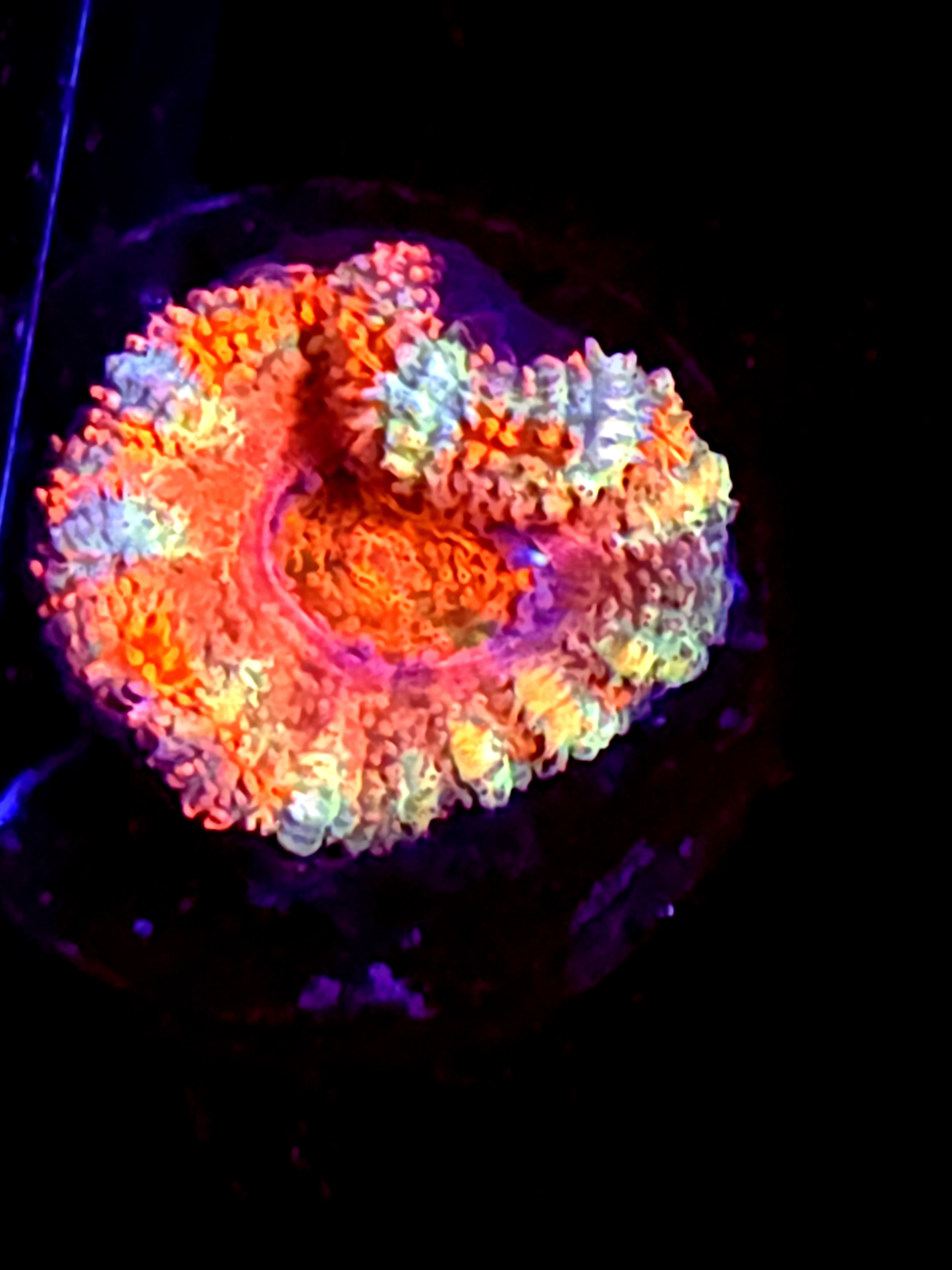 SBB "Jungle Tiger" Acan