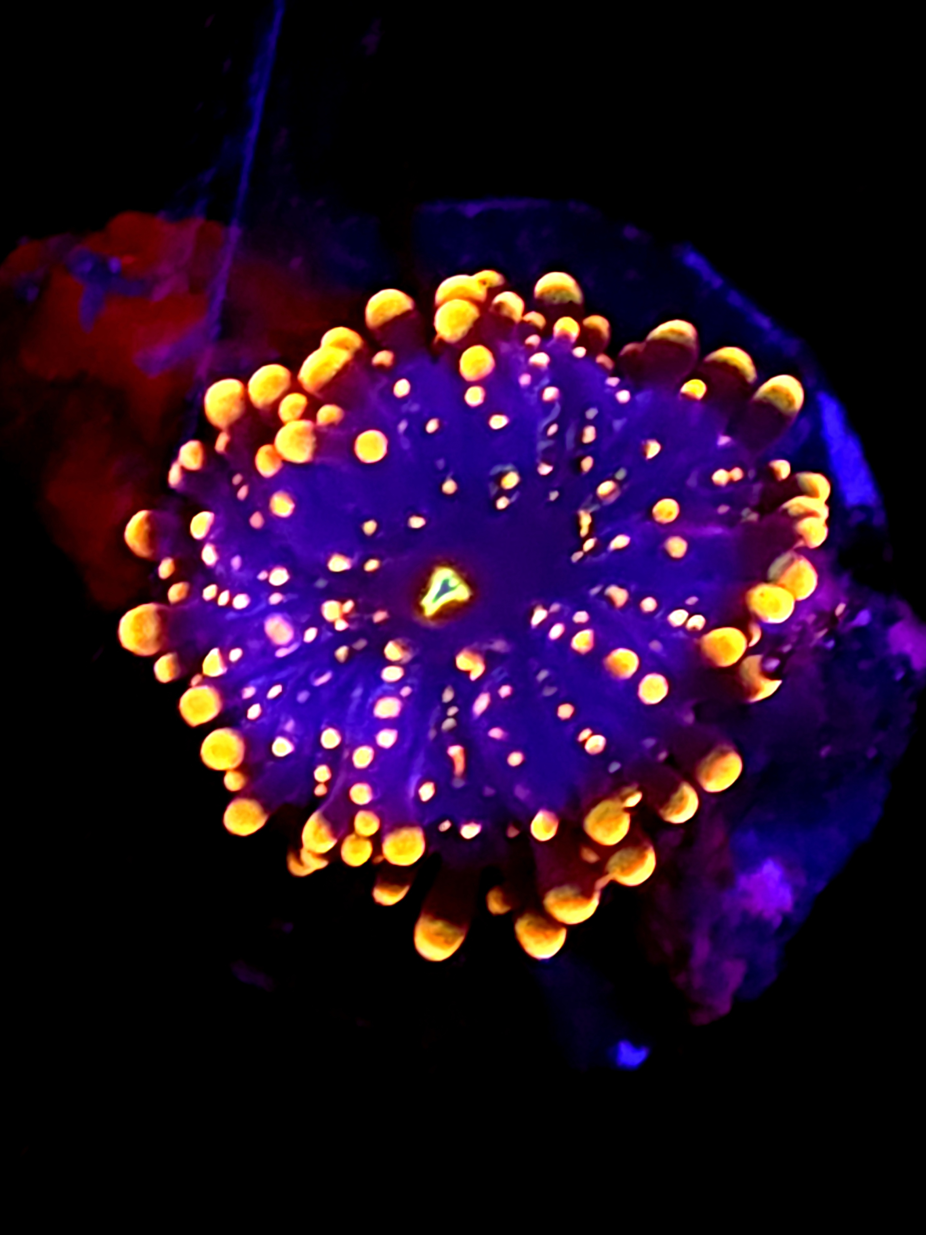 SBB "King Kong" Mushroom Small