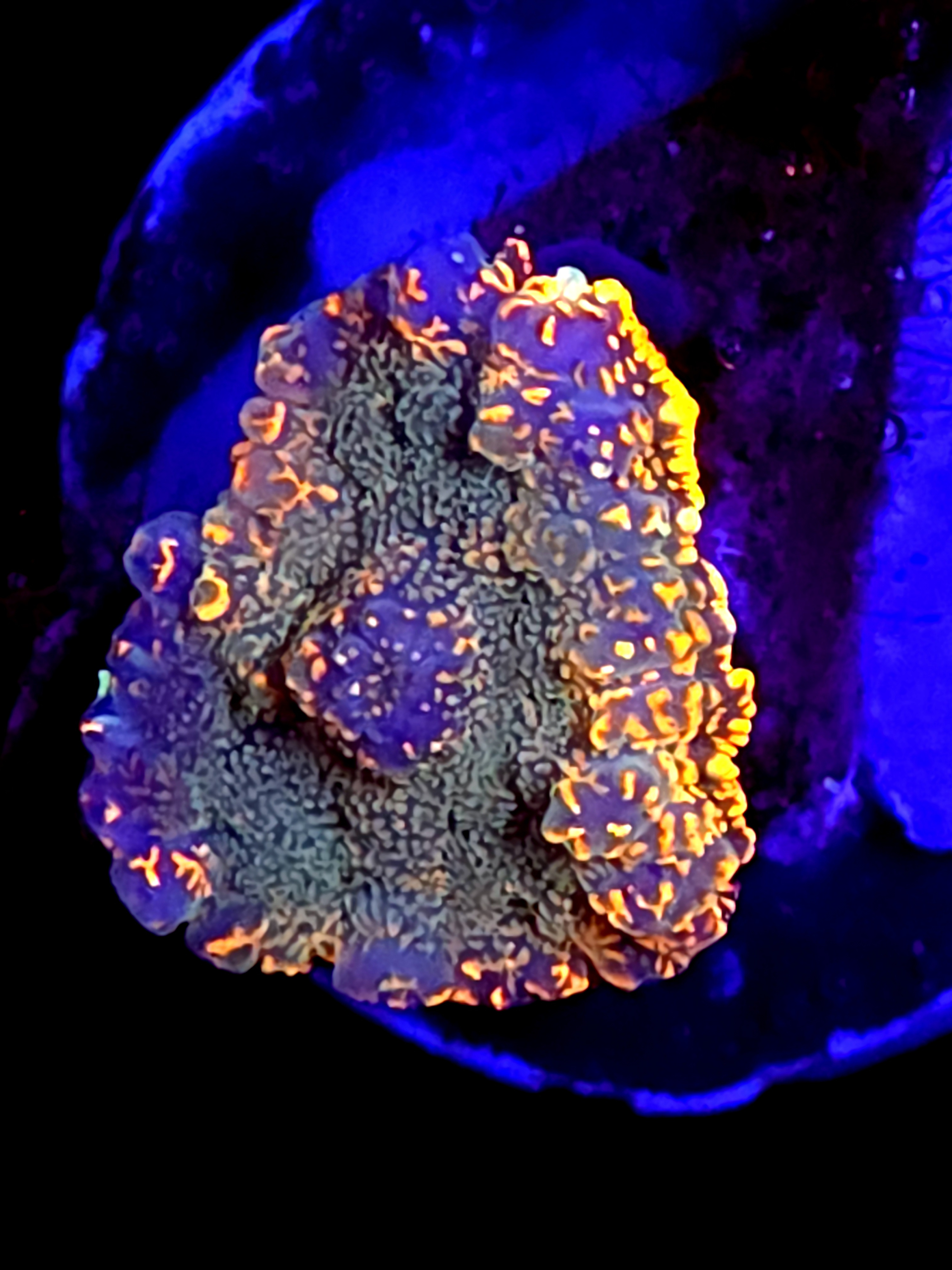 SBB "Orange Canyon" Mushroom Medium