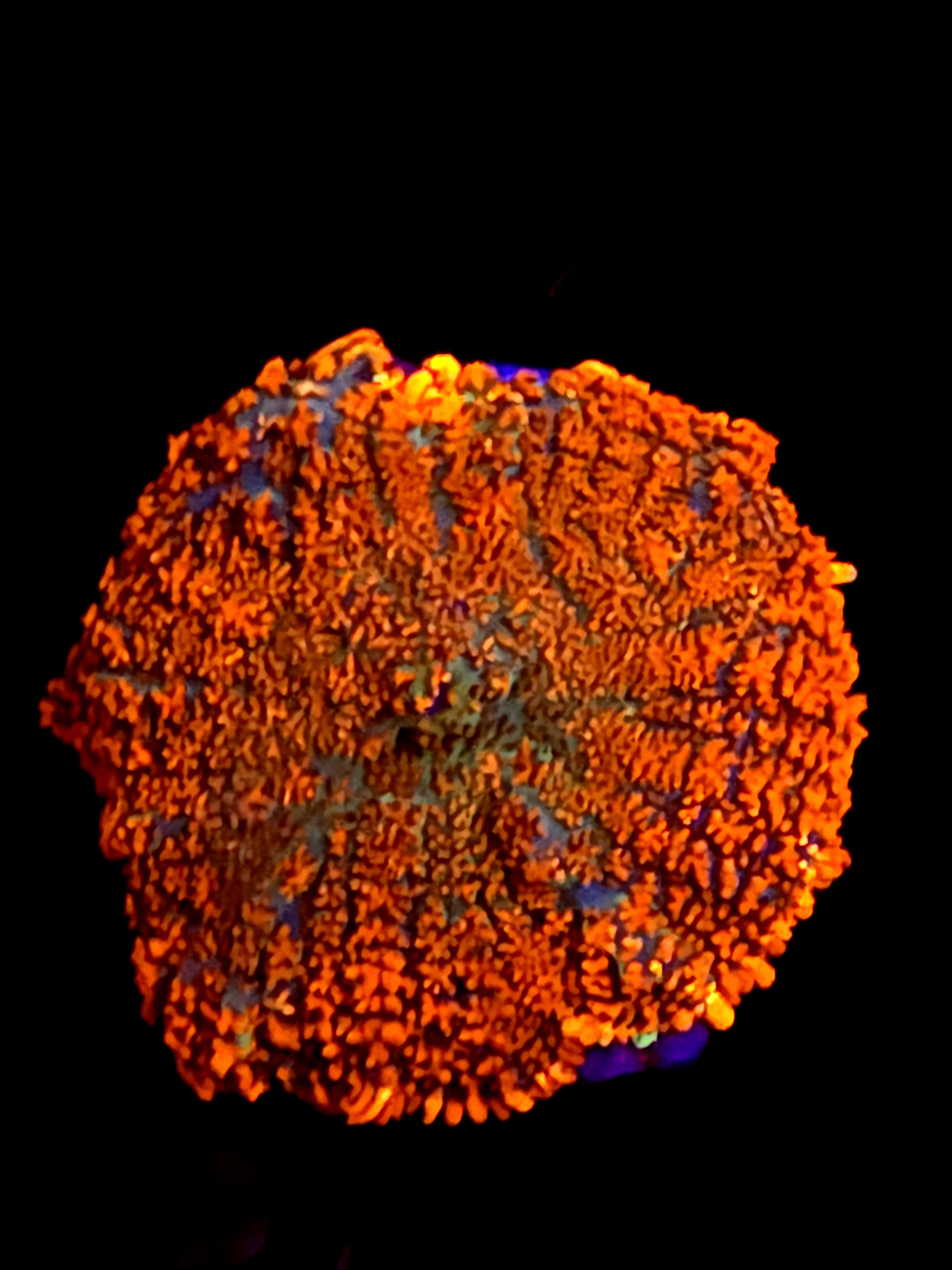 SBB "He Man" Mushroom Large