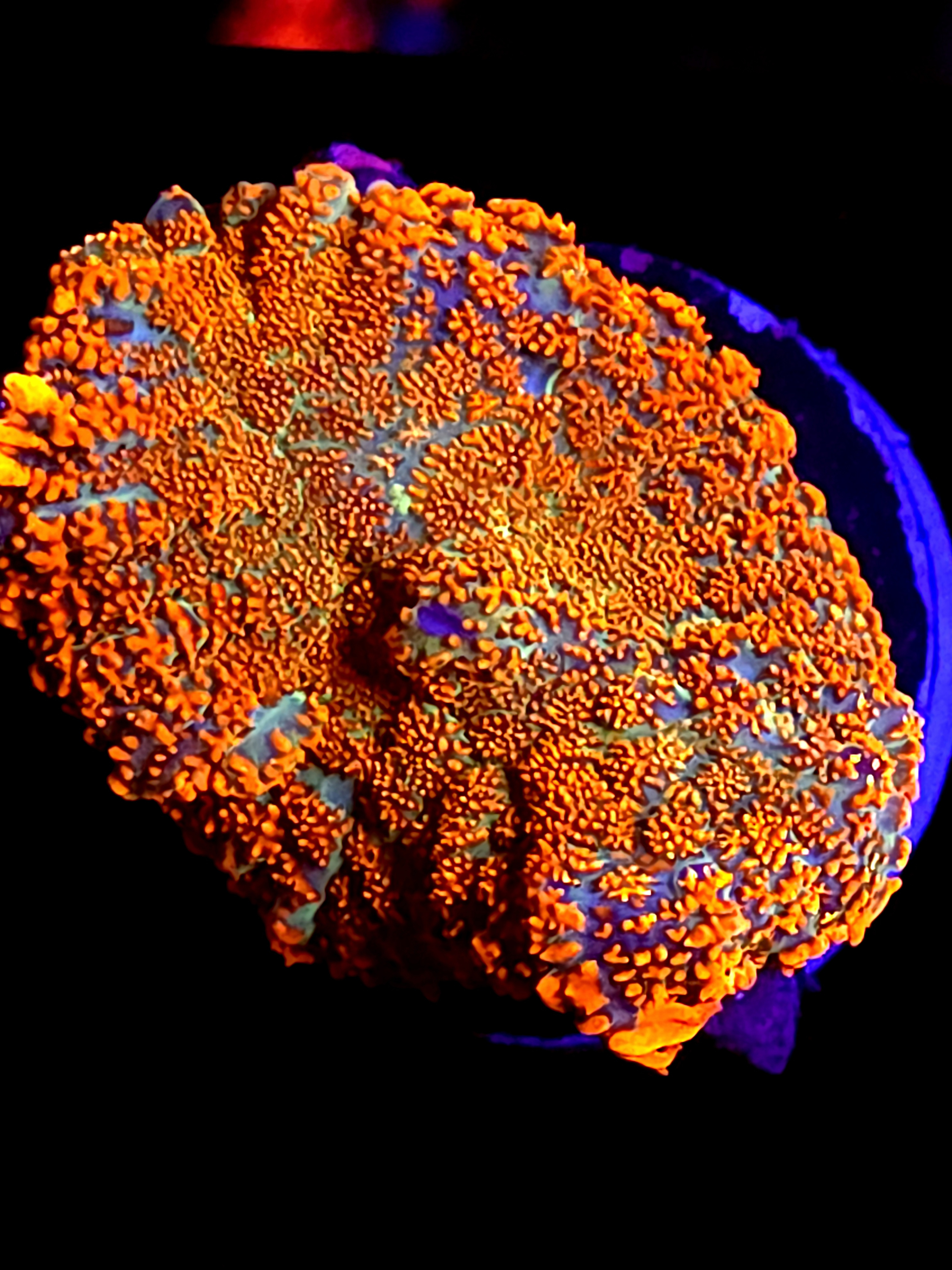 SBB "He Man" Mushroom Large