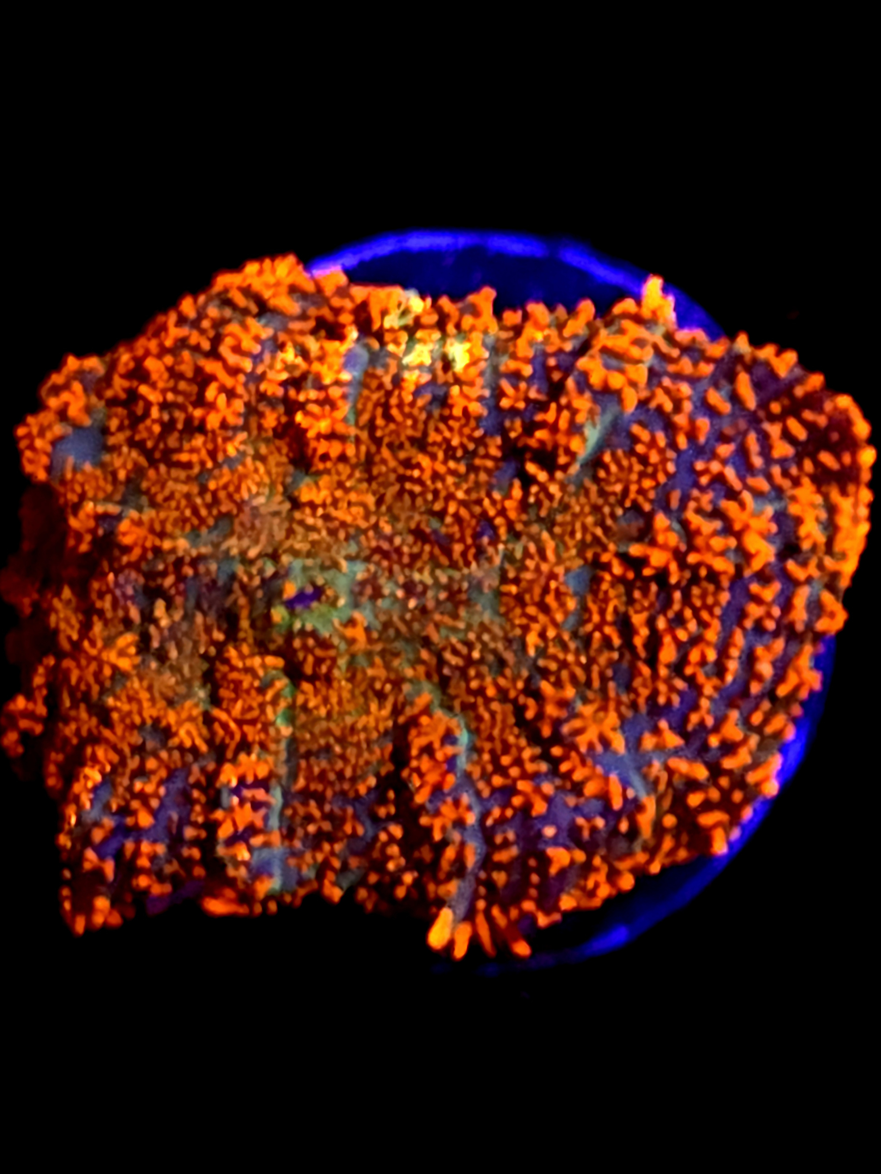 SBB "He Man" Mushroom Large