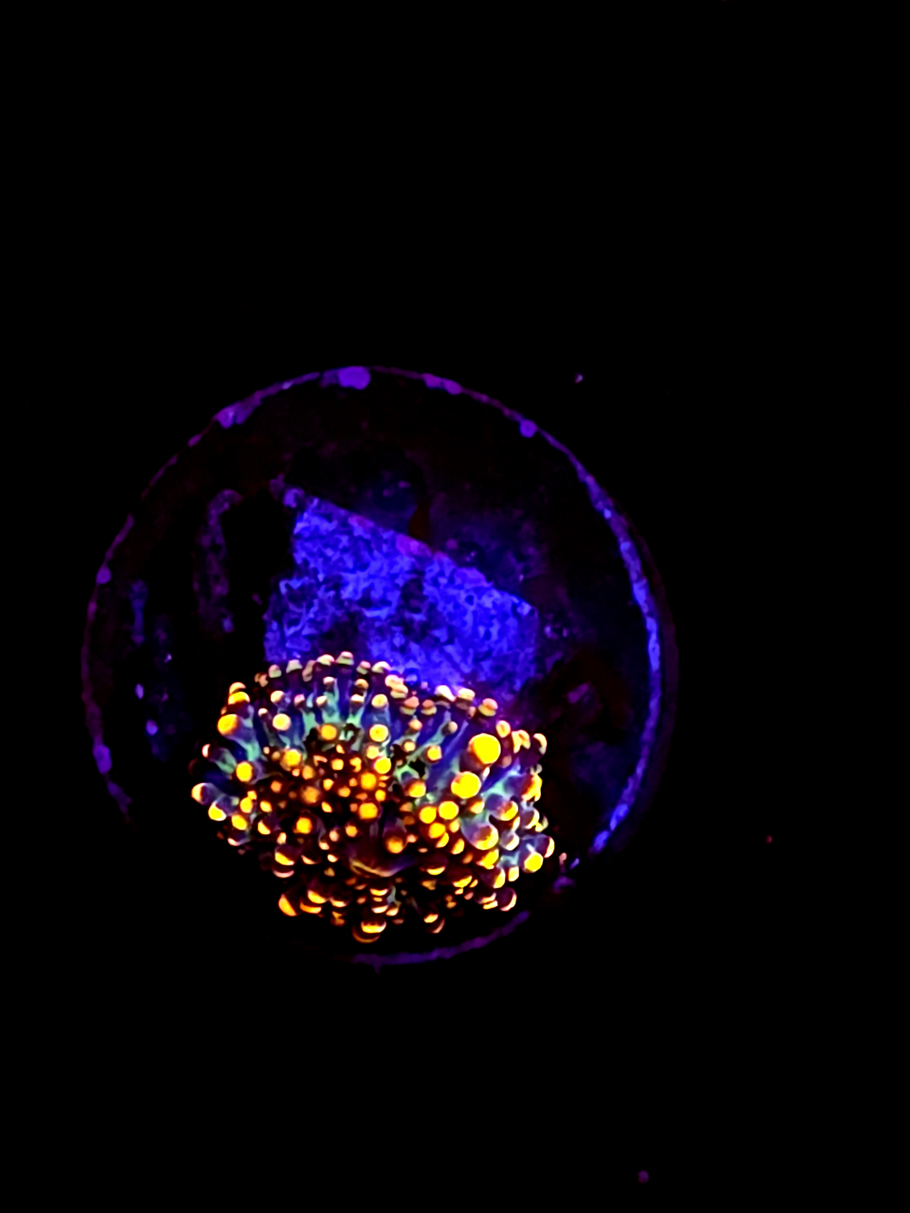 SBB "Mystery Signature" Mushroom Tiny