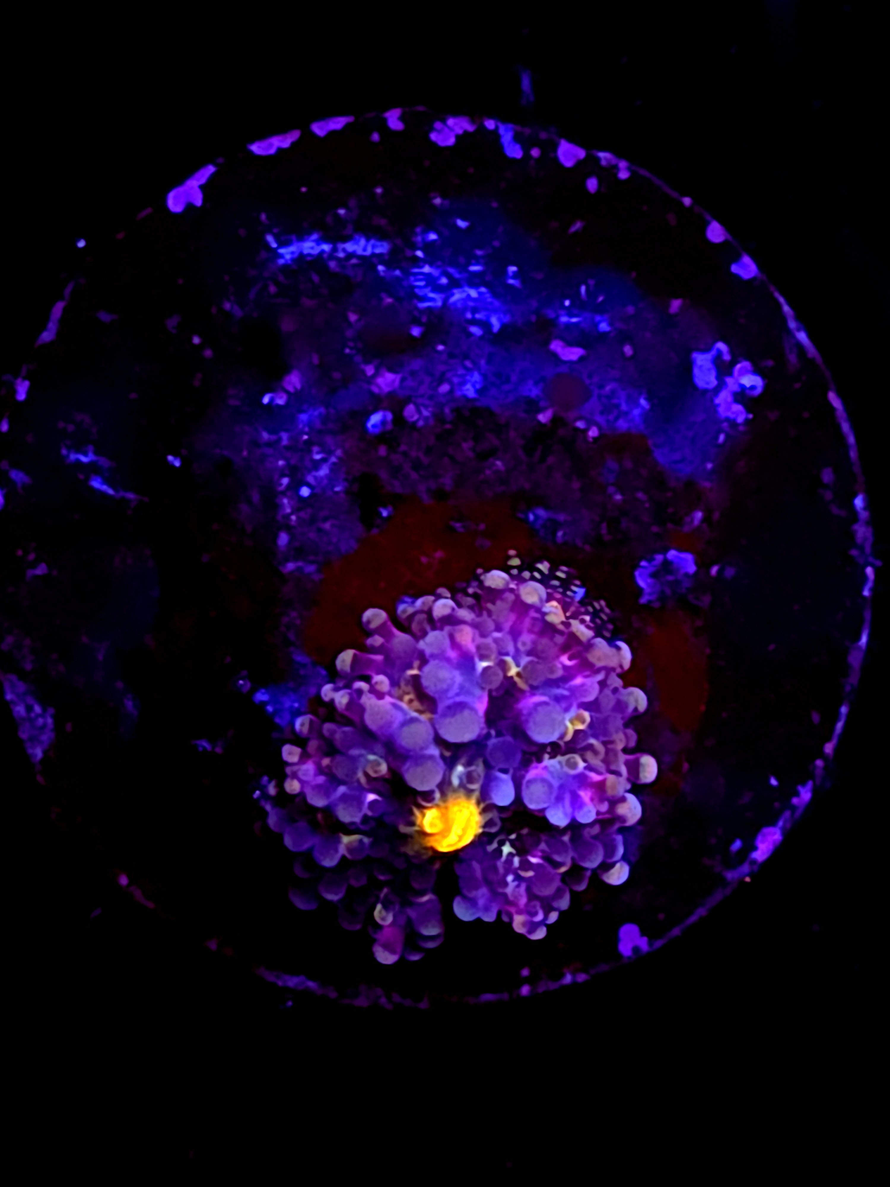 SBB "Artic Neon" Mushroom Small