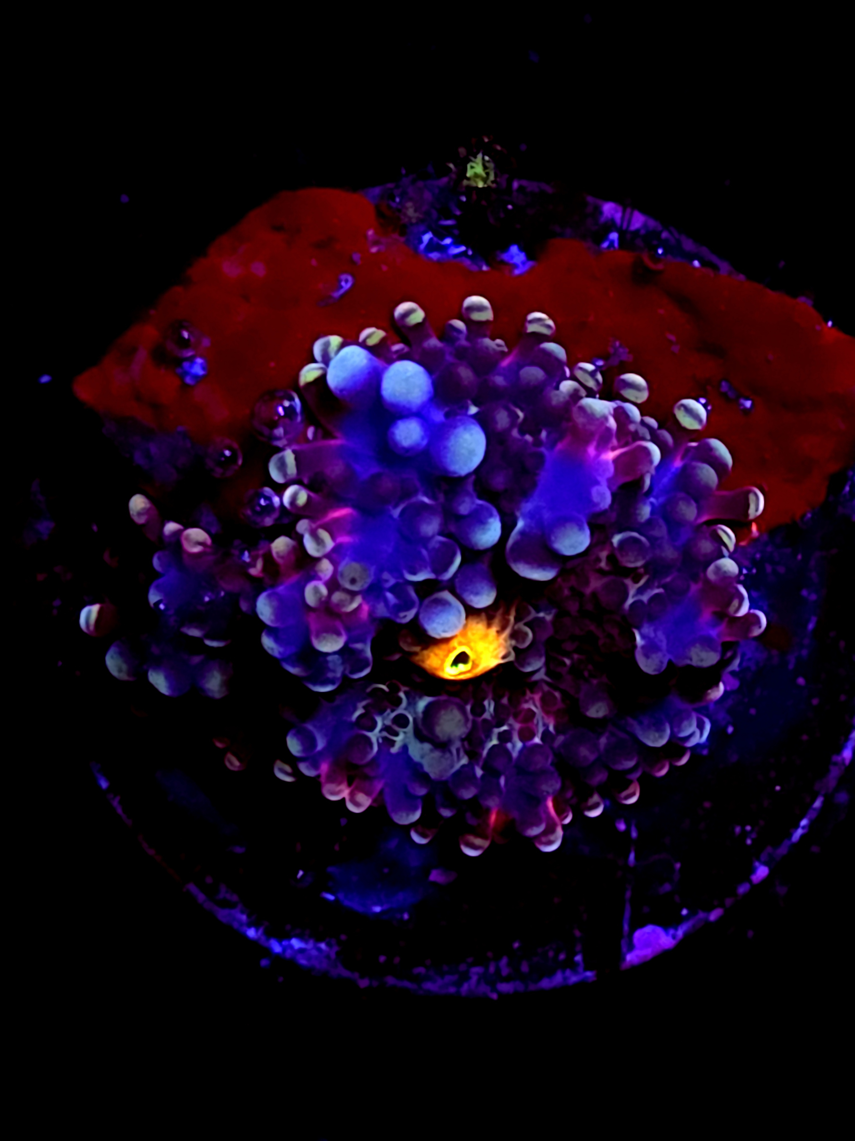 SBB "Mystery Signature" Mushroom Small