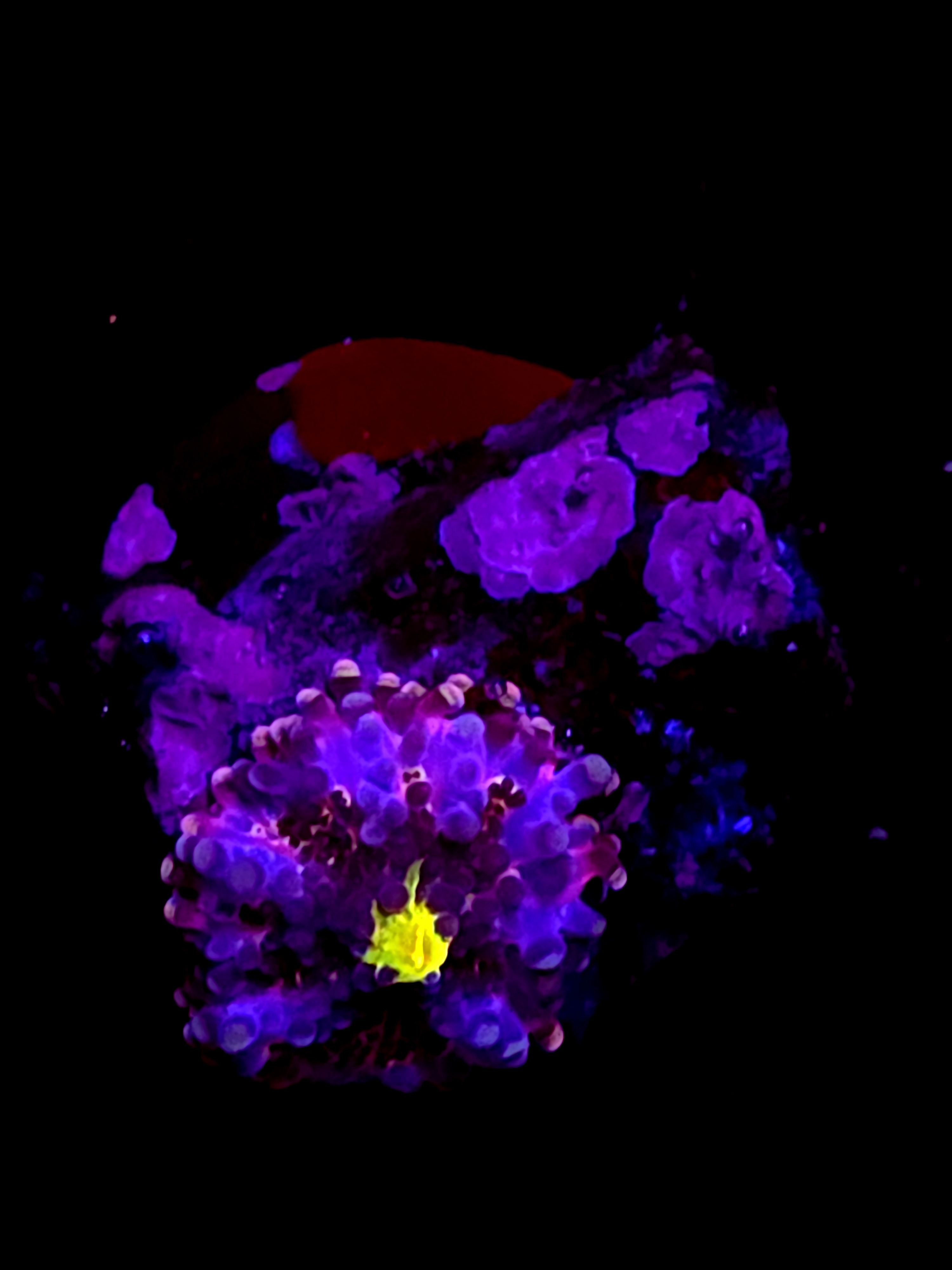 SBB "No Name" Mushroom Small