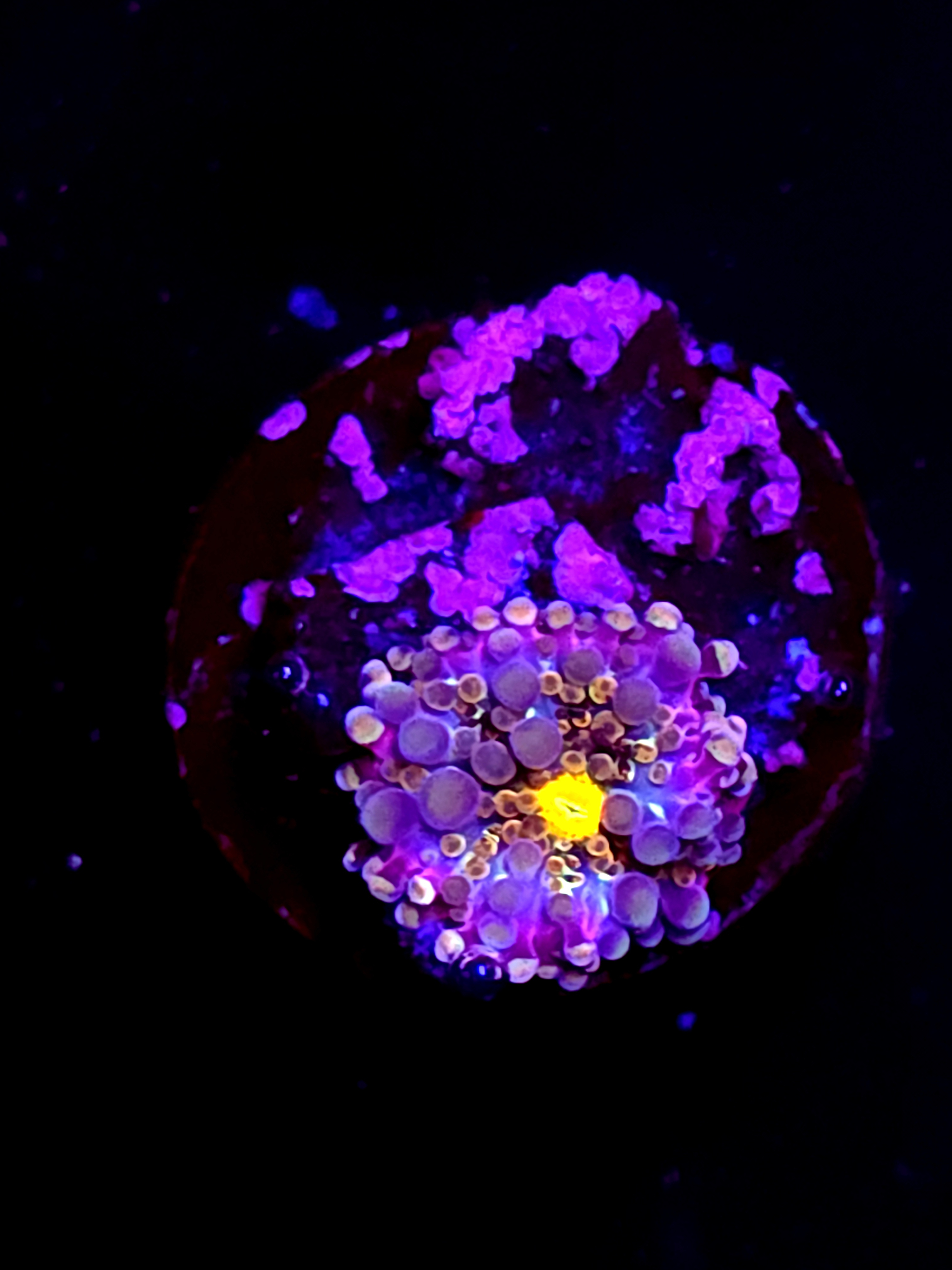 SBB "Purple Passion" Mushroom Tiny