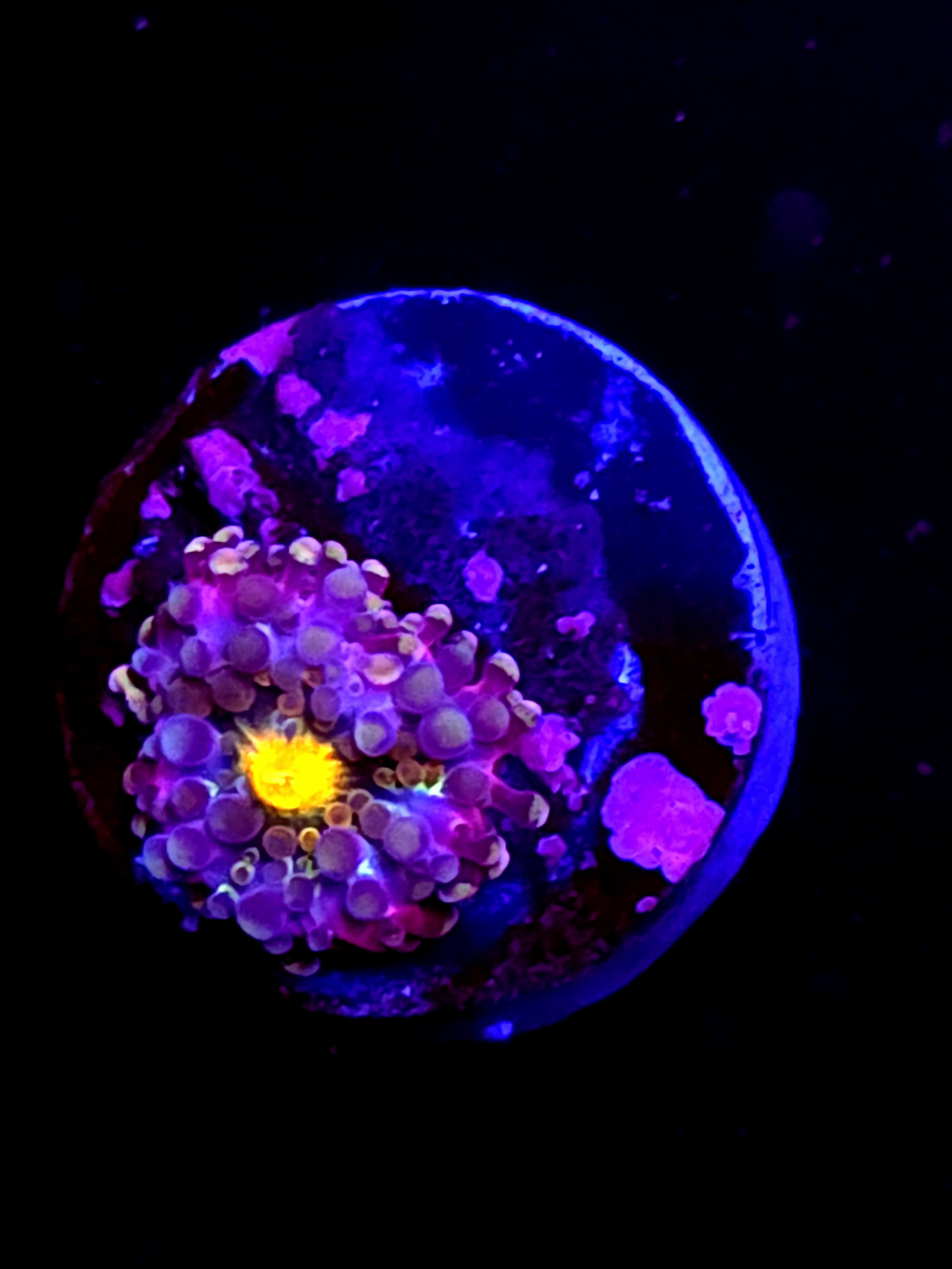 SBB "Mystery Signature" Mushroom Tiny