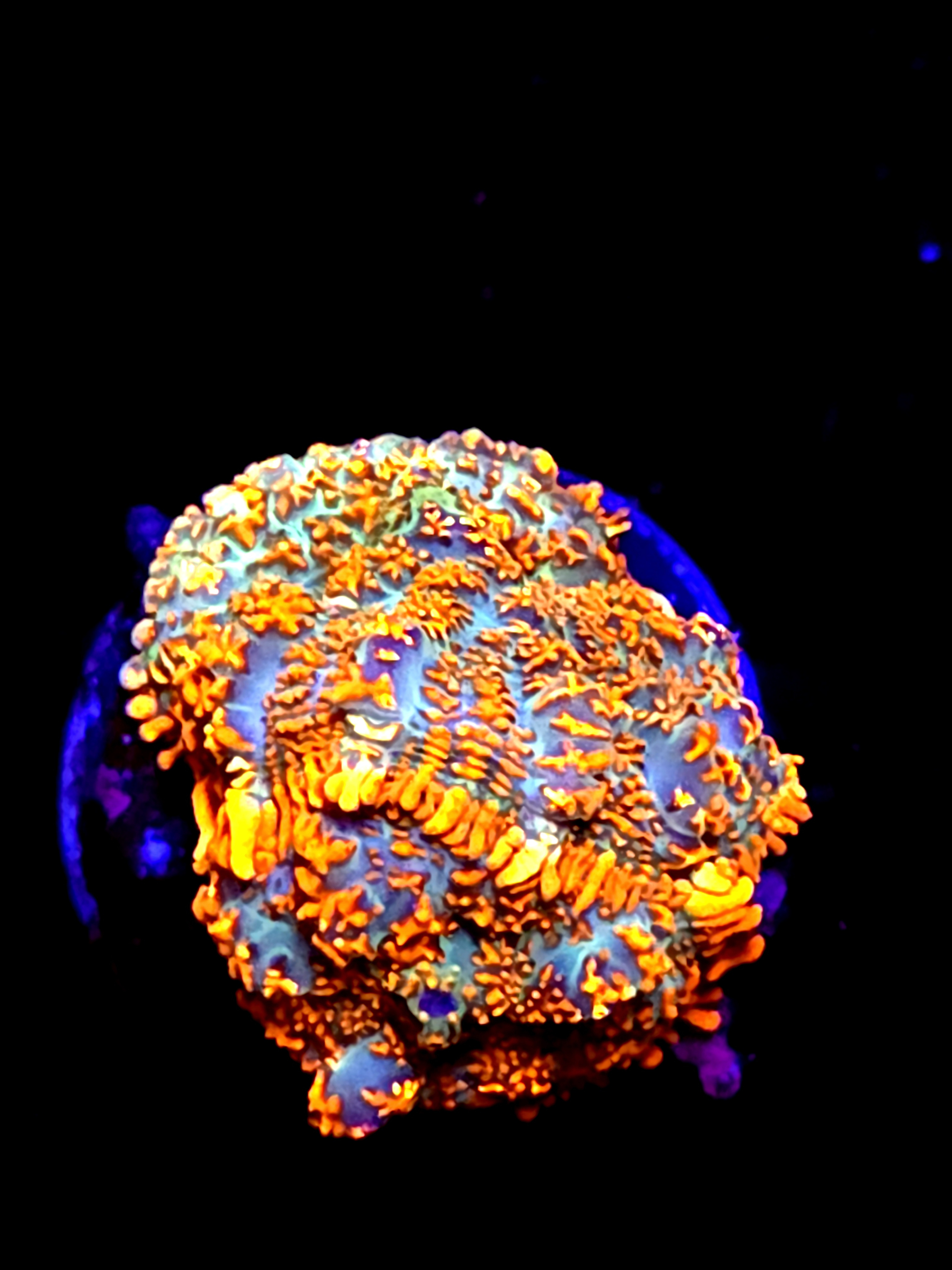 SBB "He Man" Mushroom Medium 2 Heads