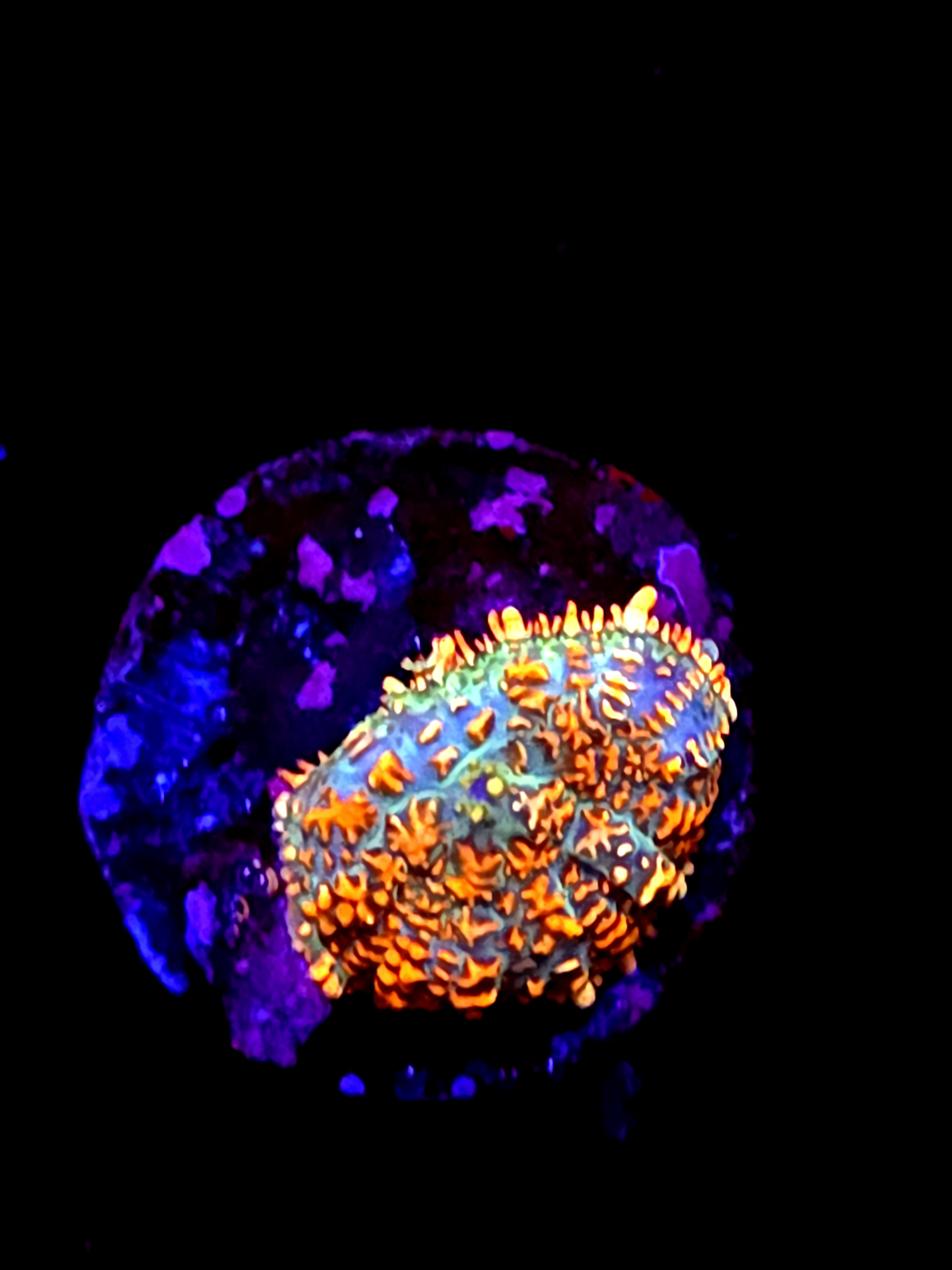 SBB "He Man" Mushroom Small