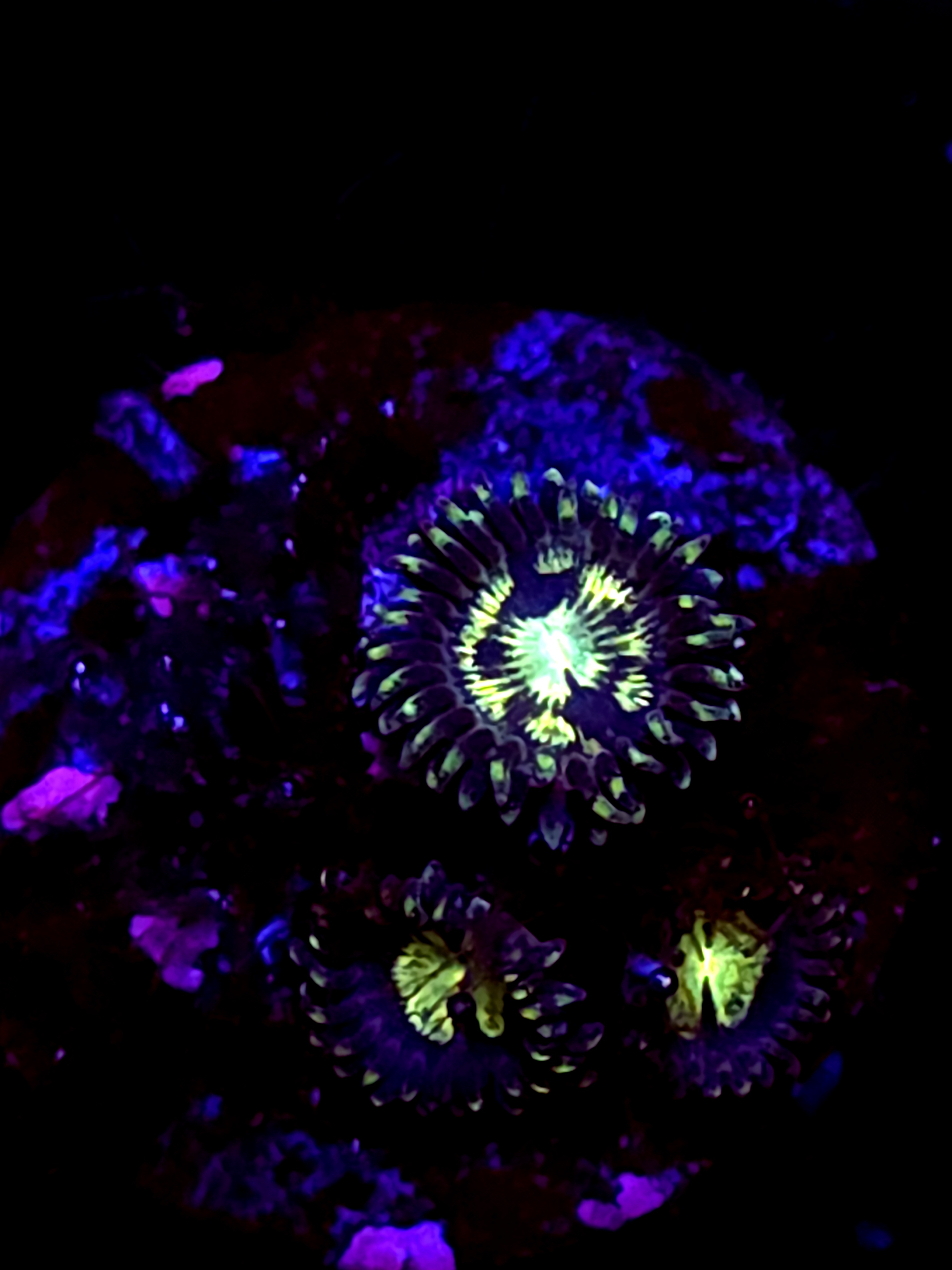 SBB "No Name" Zoa 3 Polyps