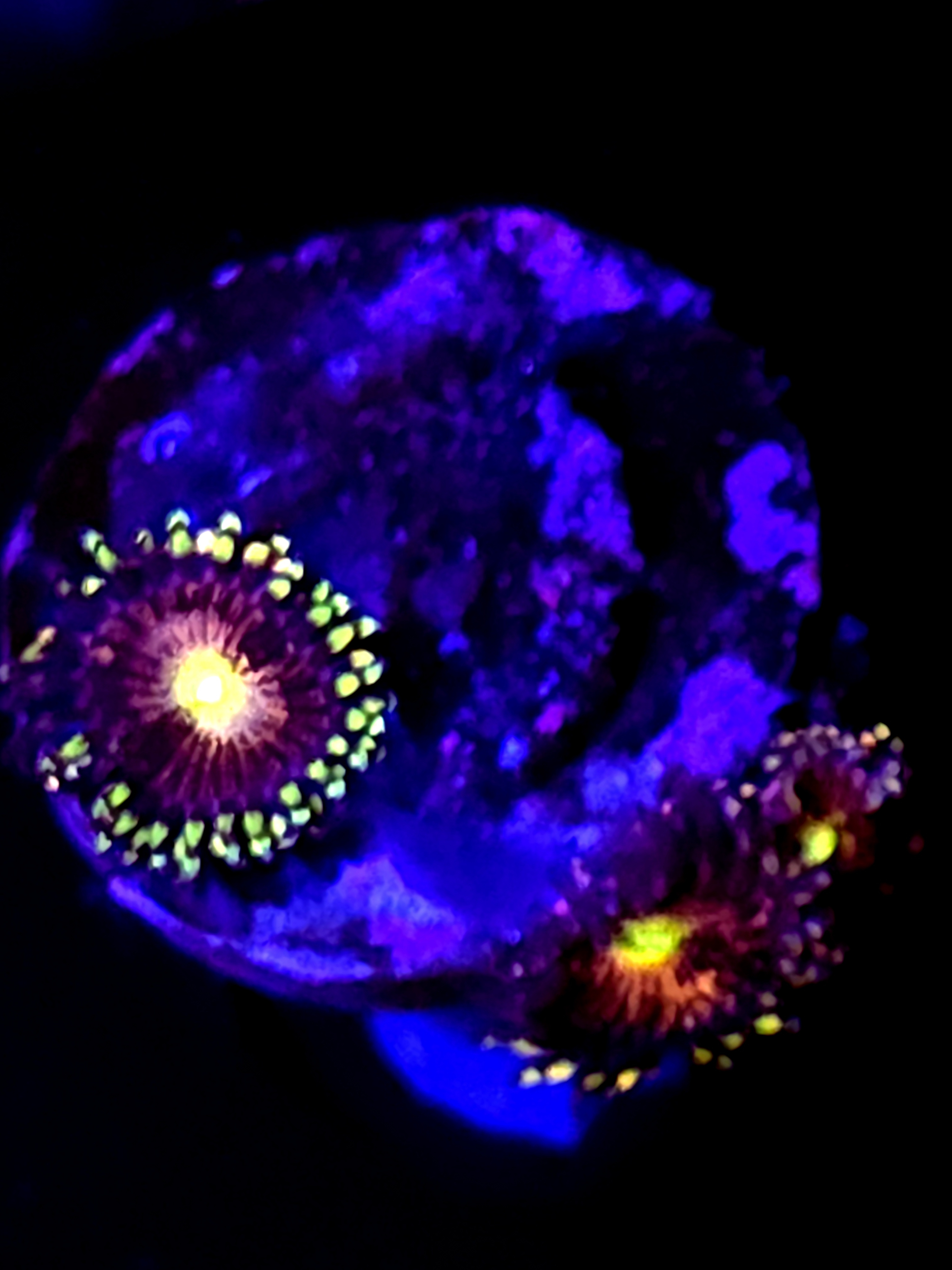SBB "No Name" Zoa 3 Polyps