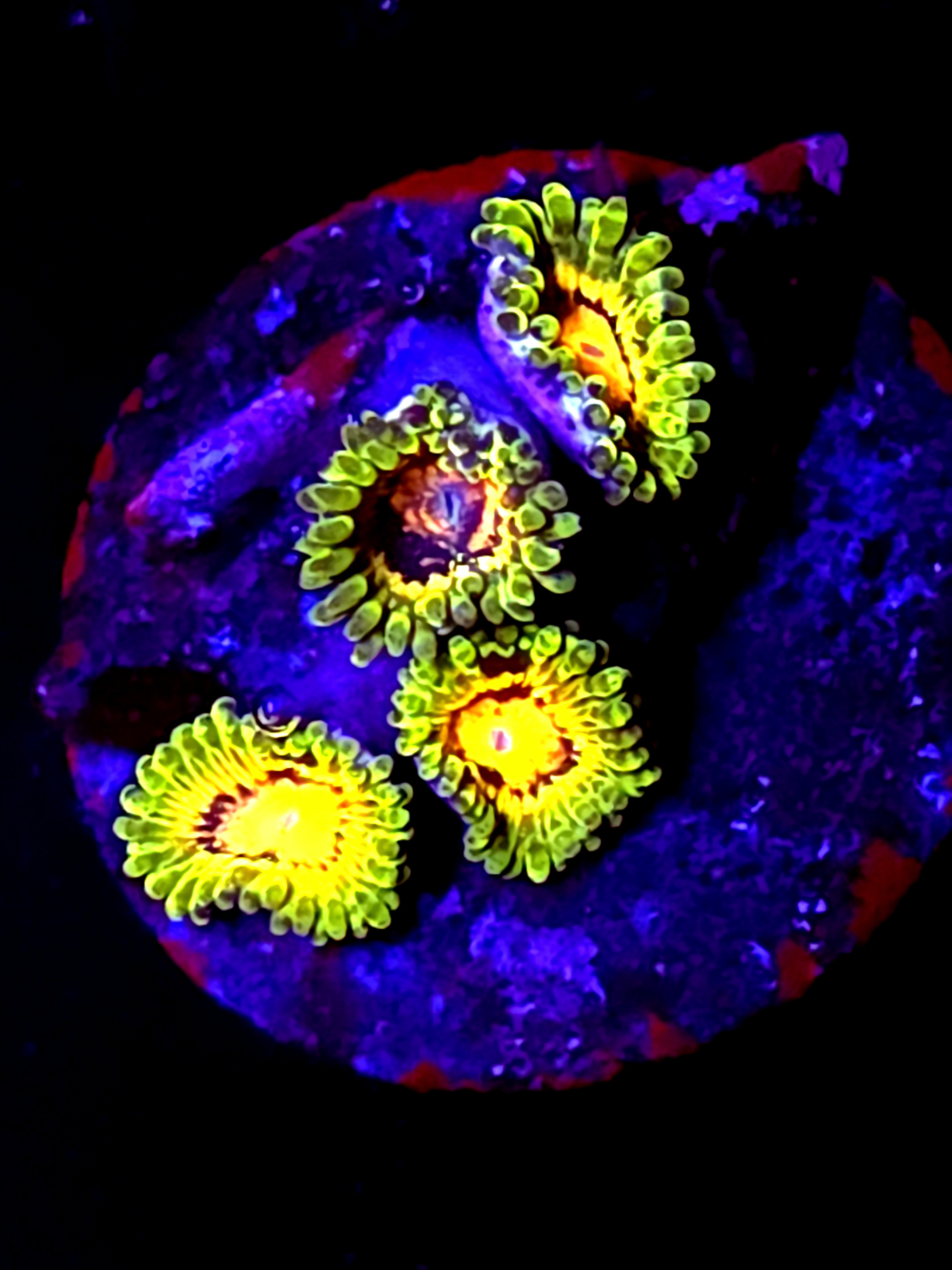 SBB "No Name" Zoa 4 Polyps