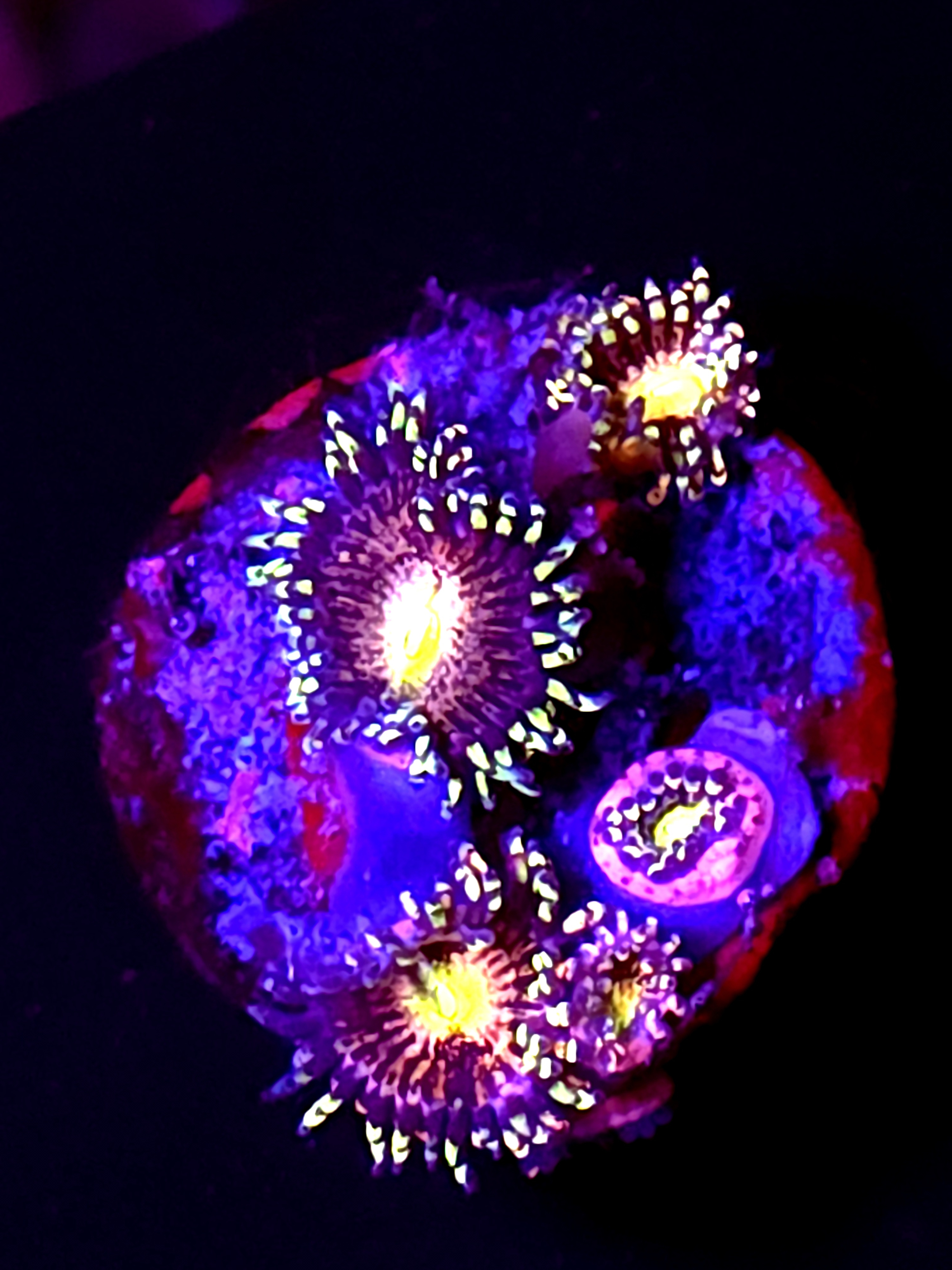 SBB "No Name" Zoa 4 Polyps