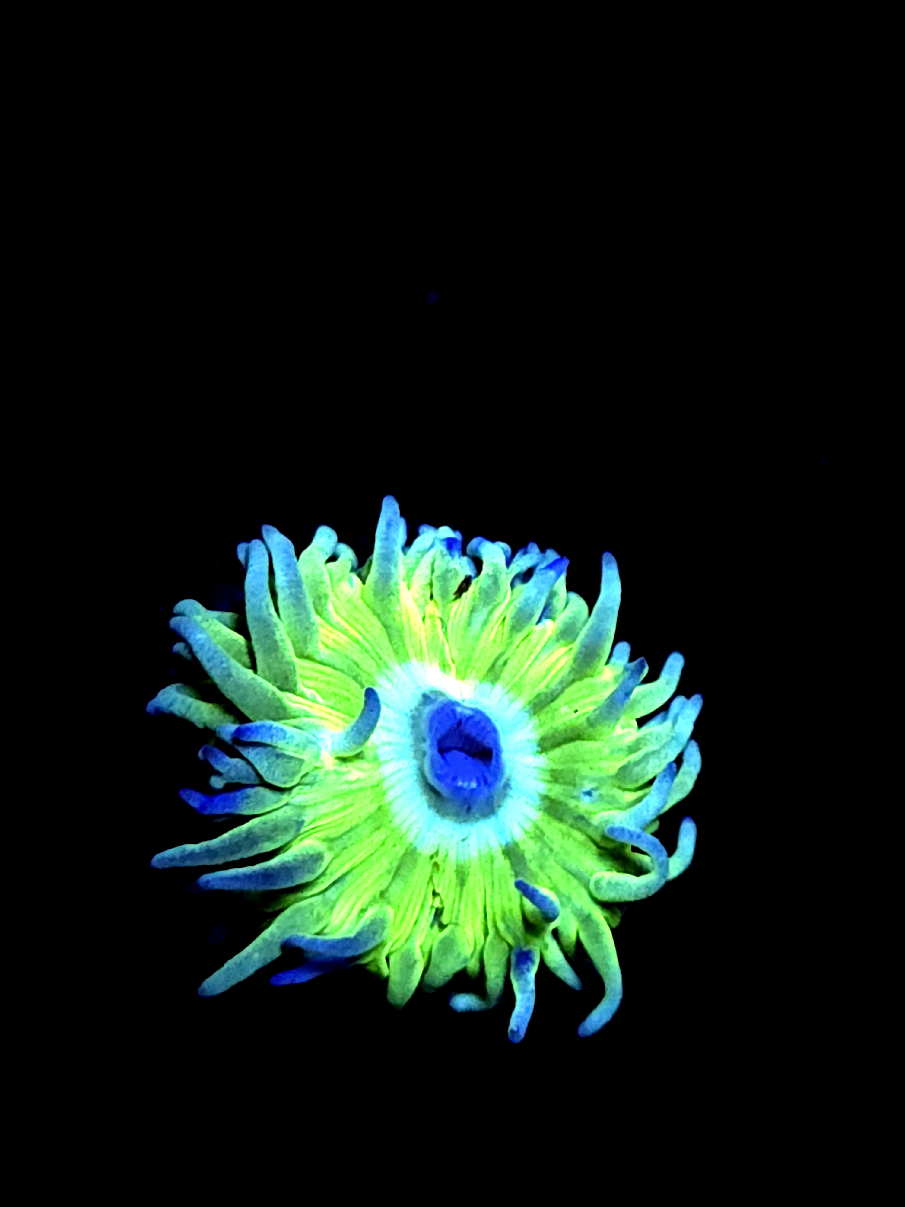 SBB "Duncan Coral" 1 Head