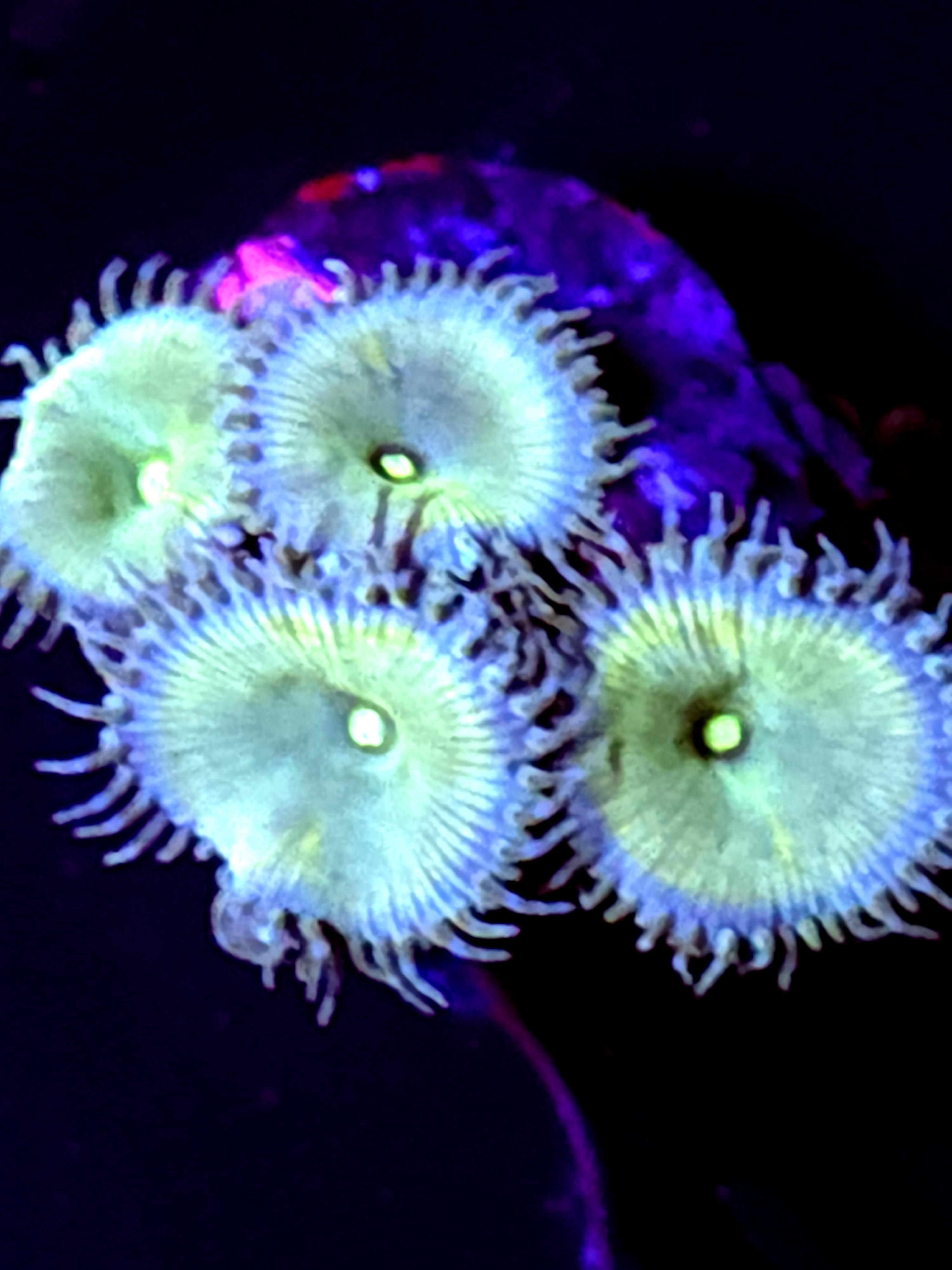 SBB "No Name" Zoa 4 Polyps
