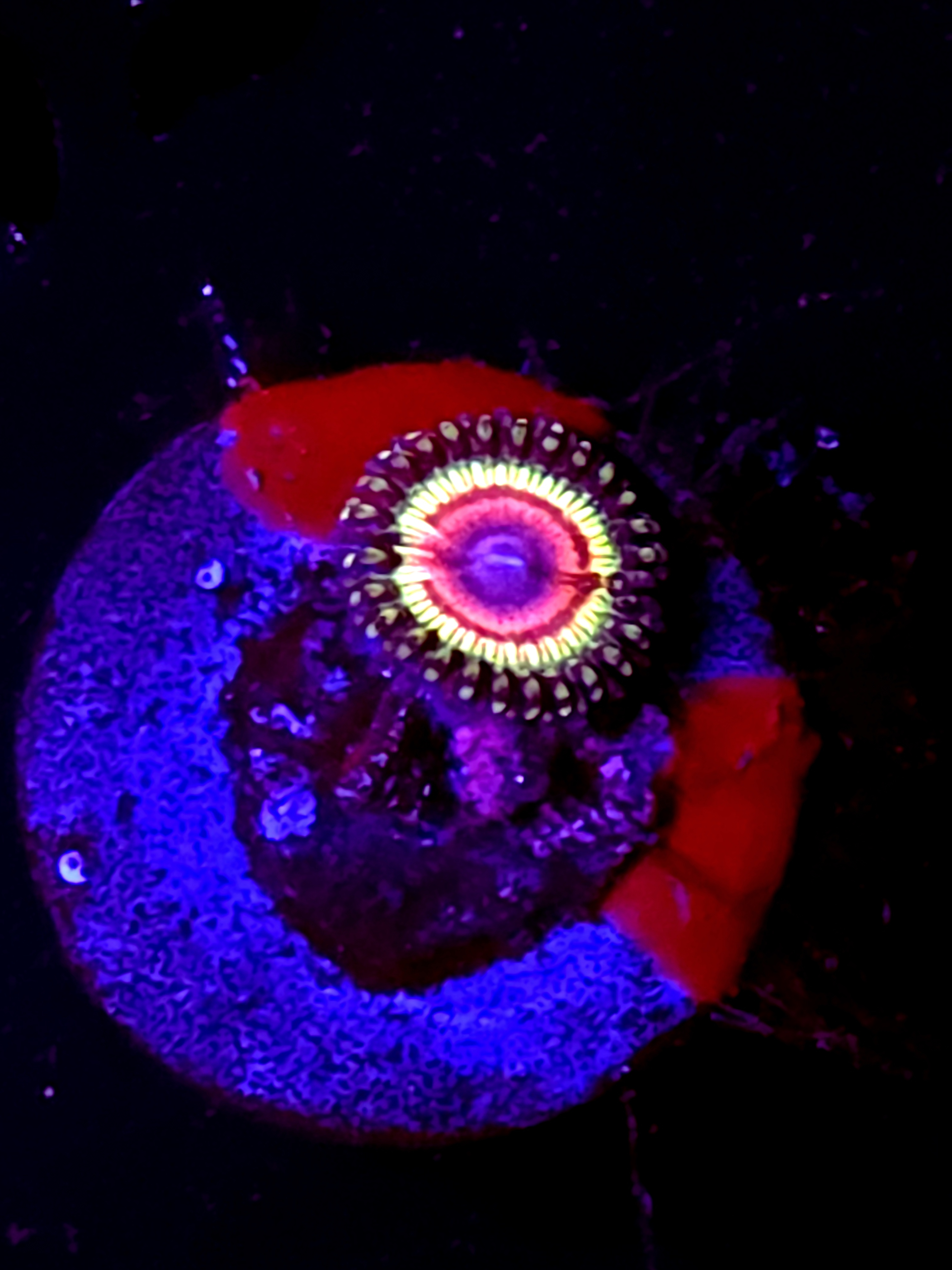 SBB "super sonic" Zoa 1 Polyp