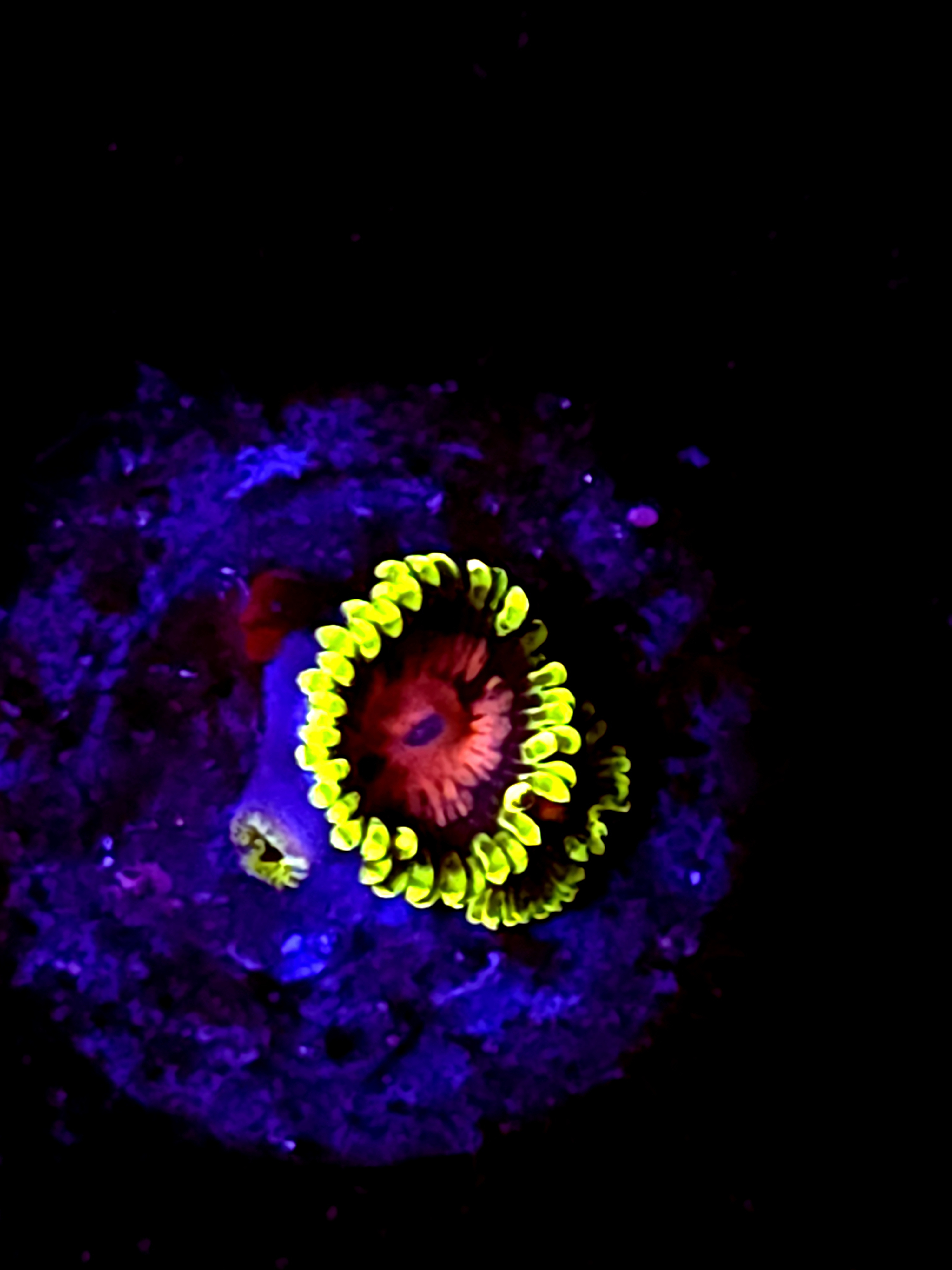 SBB "scarlet fever" Zoa 1 Polyp