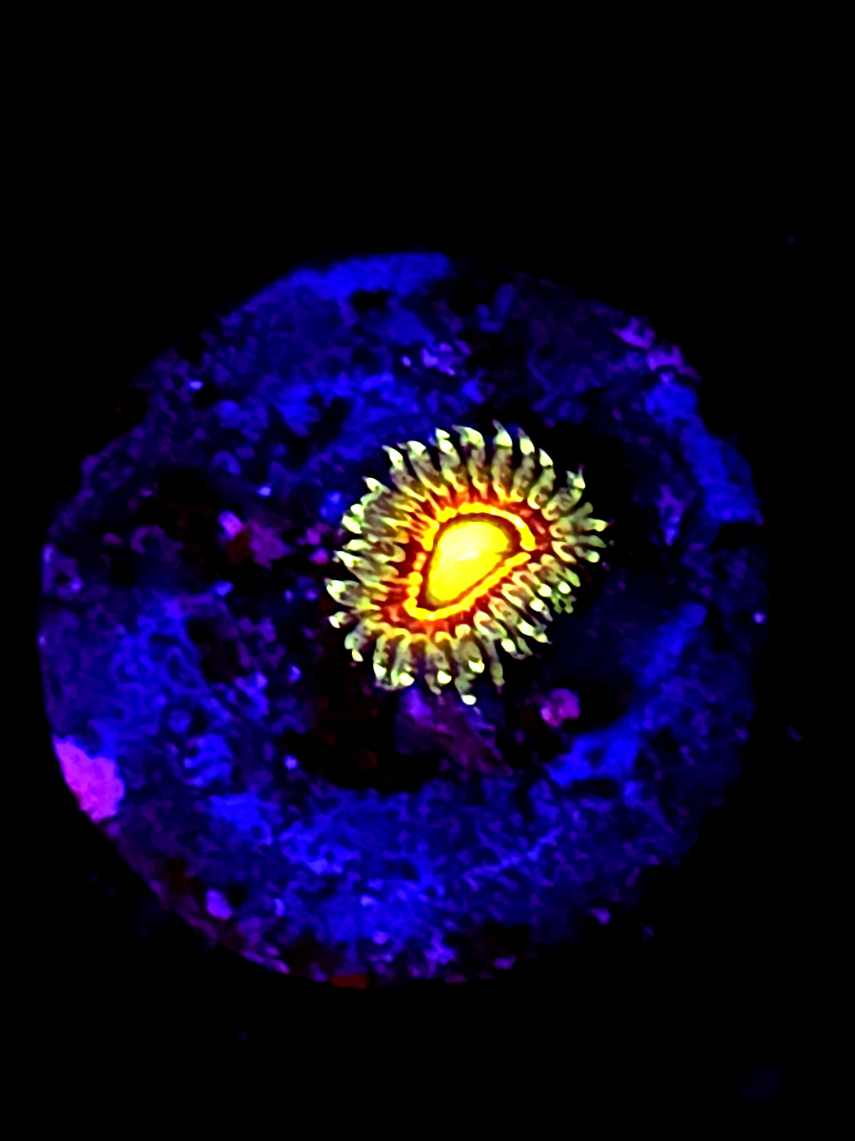 SBB "rainbow incinerator" Zoa 1 Polyp