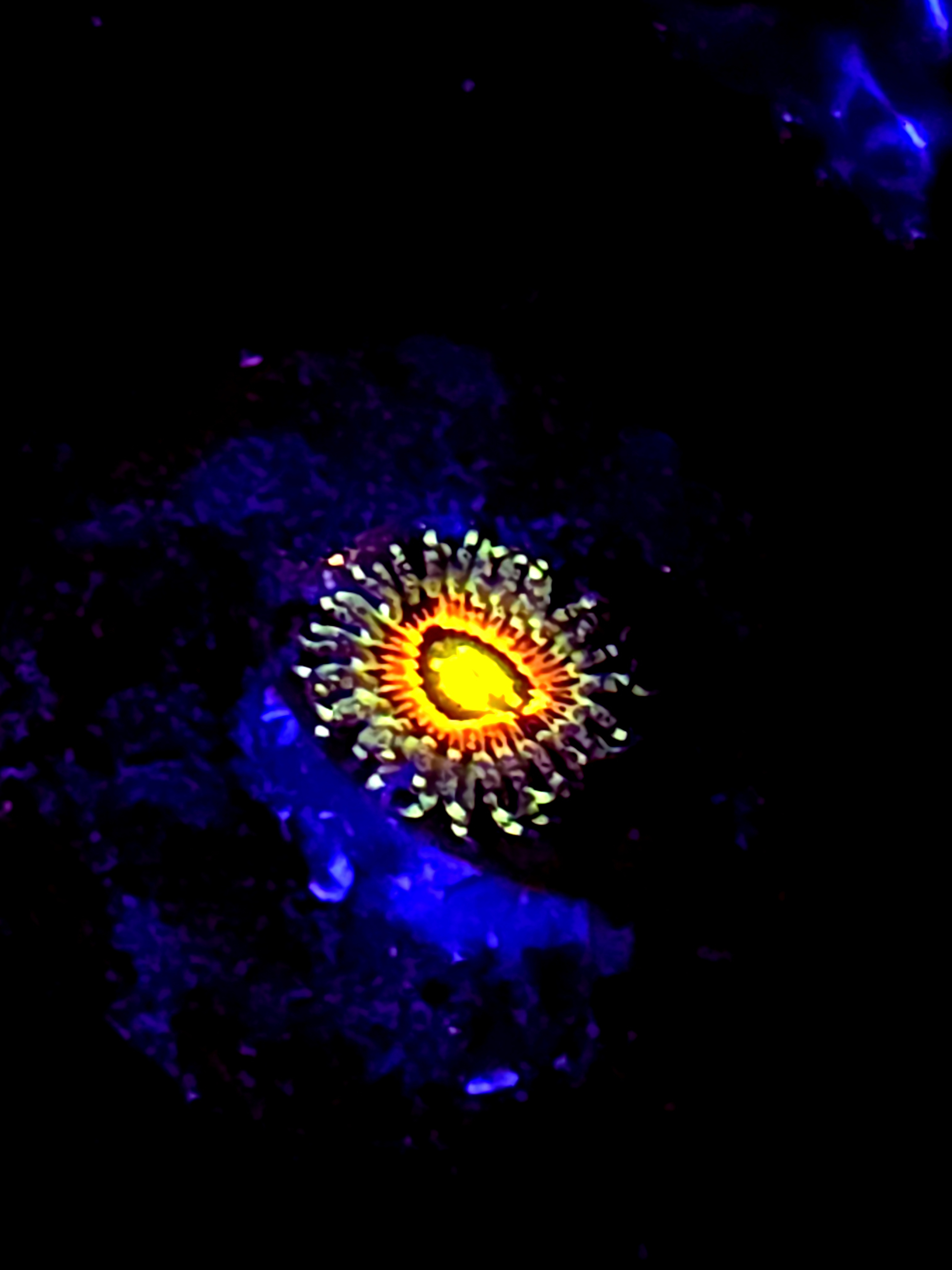 SBB "rainbow incinerator" Zoa 1 Polyp