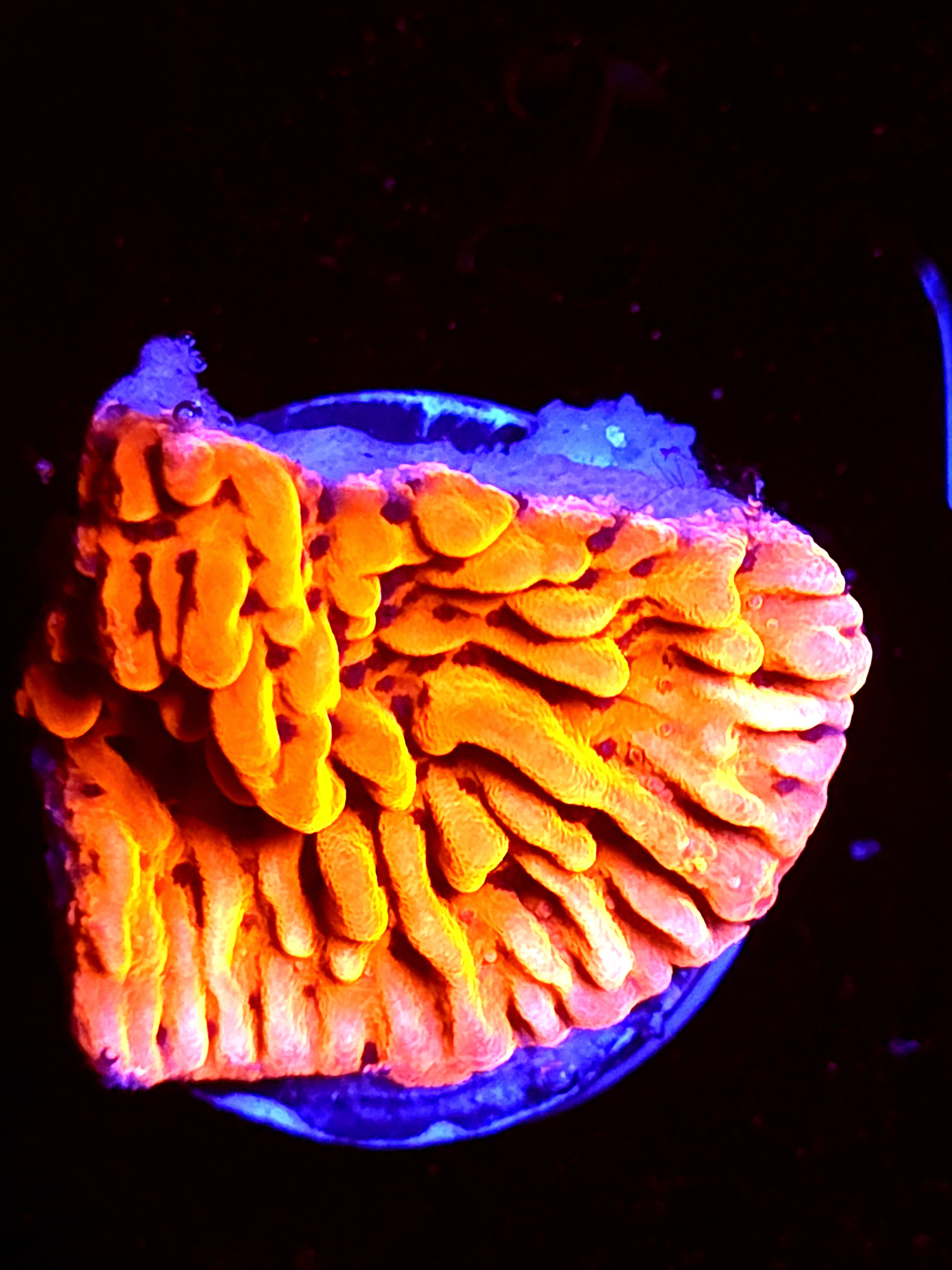 SBB "Cherry Tree" Medium Monti