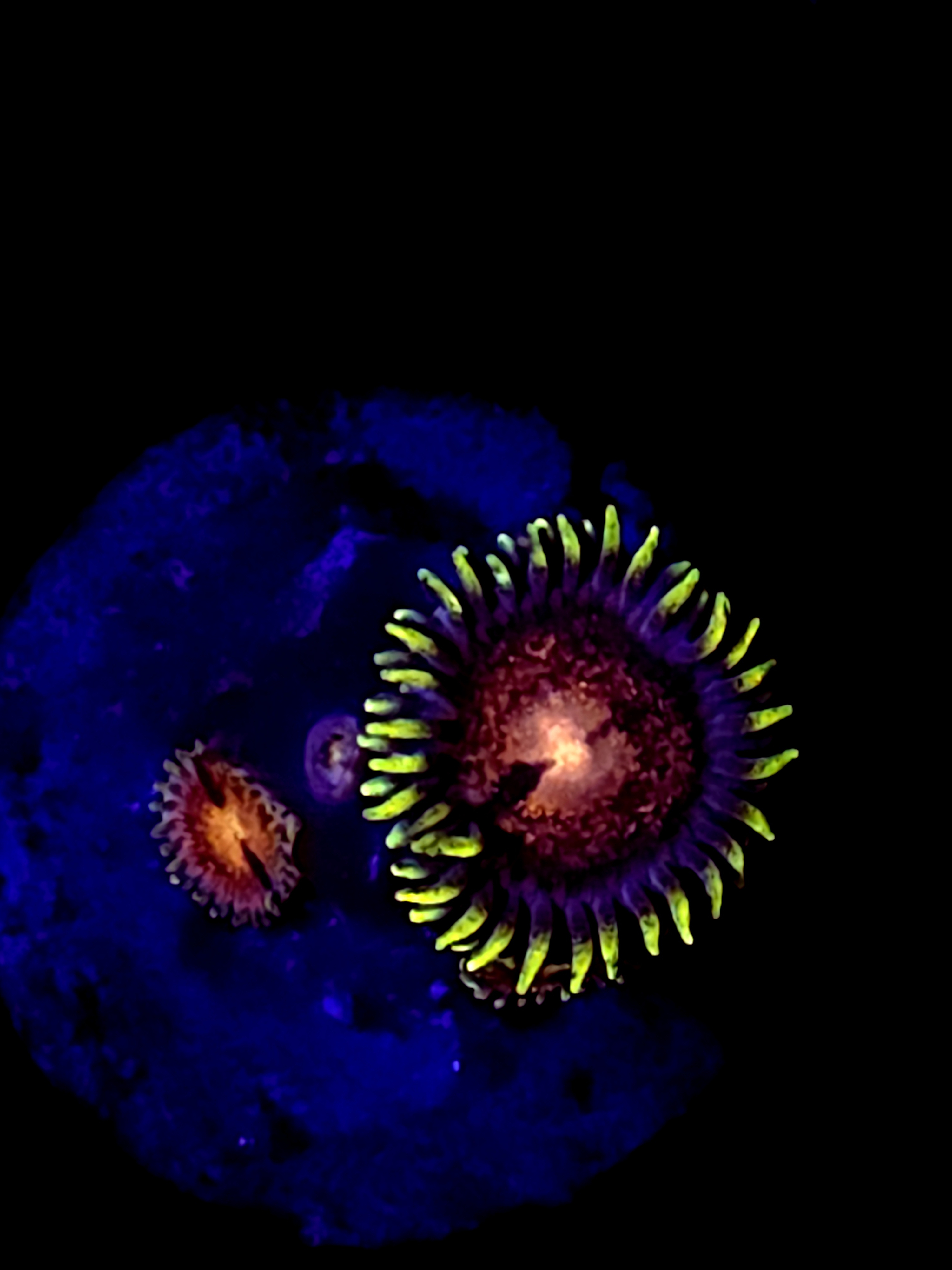SBB "No Name" Zoa 2 Polyps