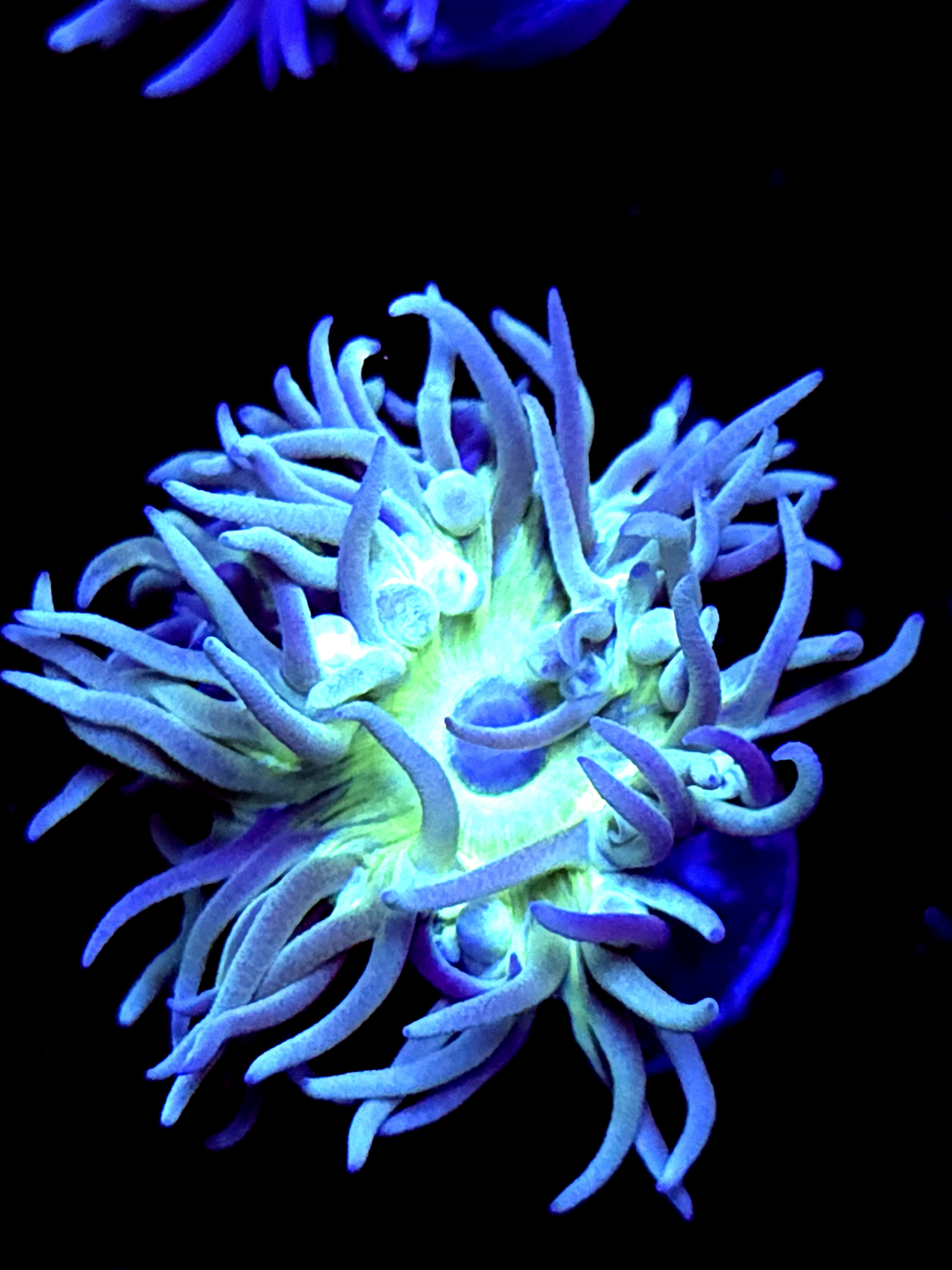 SBB "Duncan Coral" 1 Head