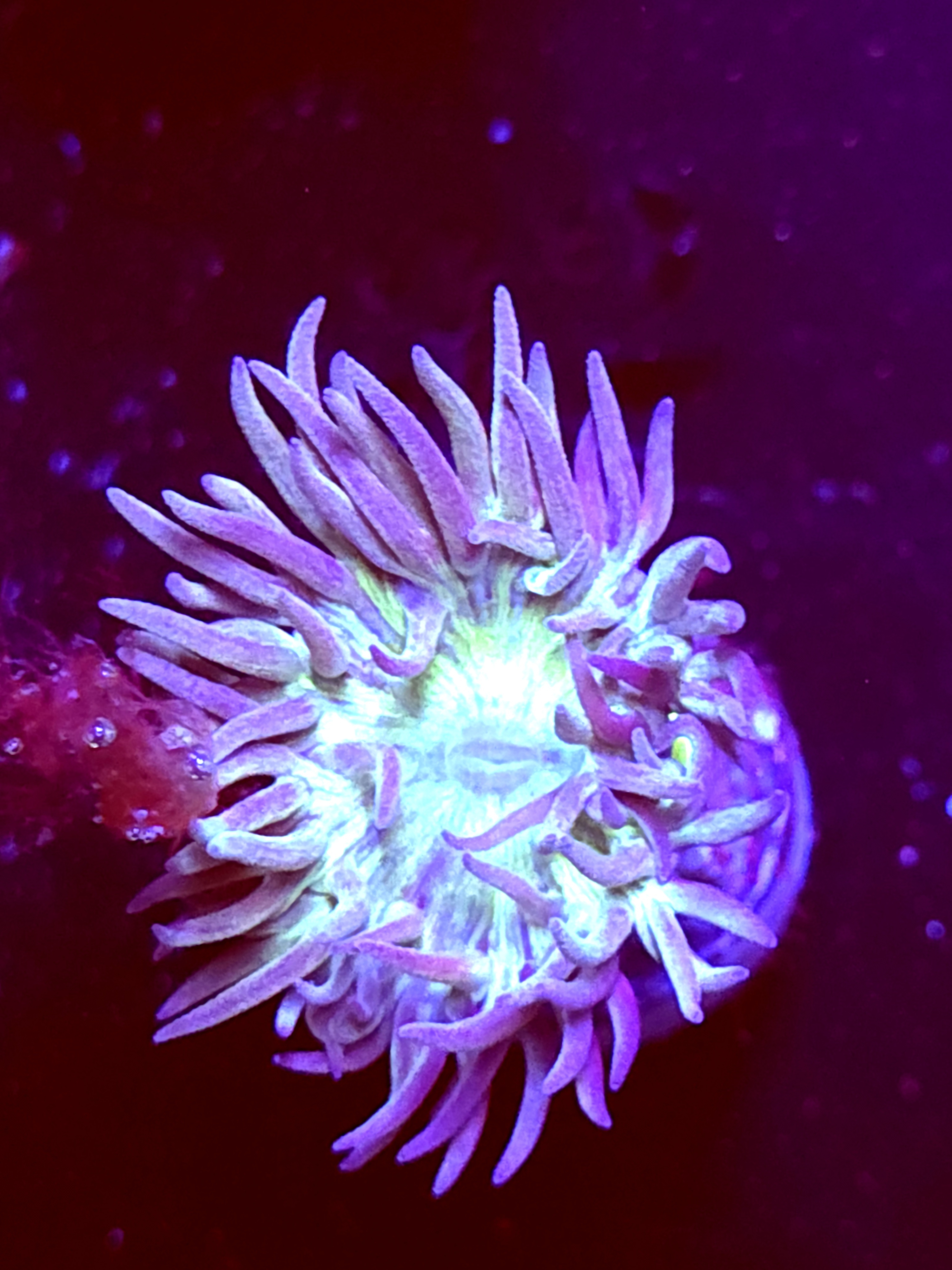 SBB "Duncan Coral" 1 Head