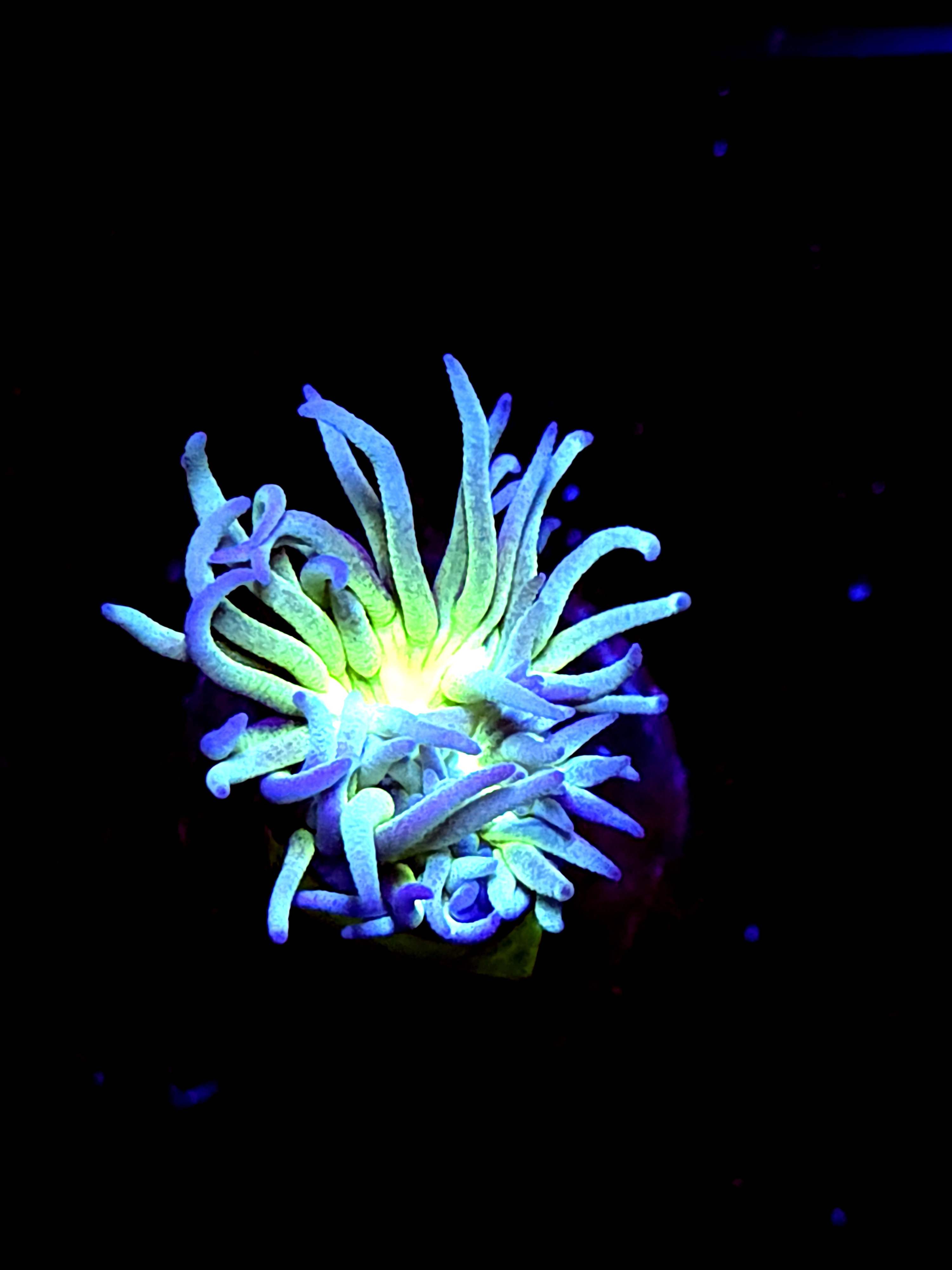 SBB "Mystery Signature" 1 Head