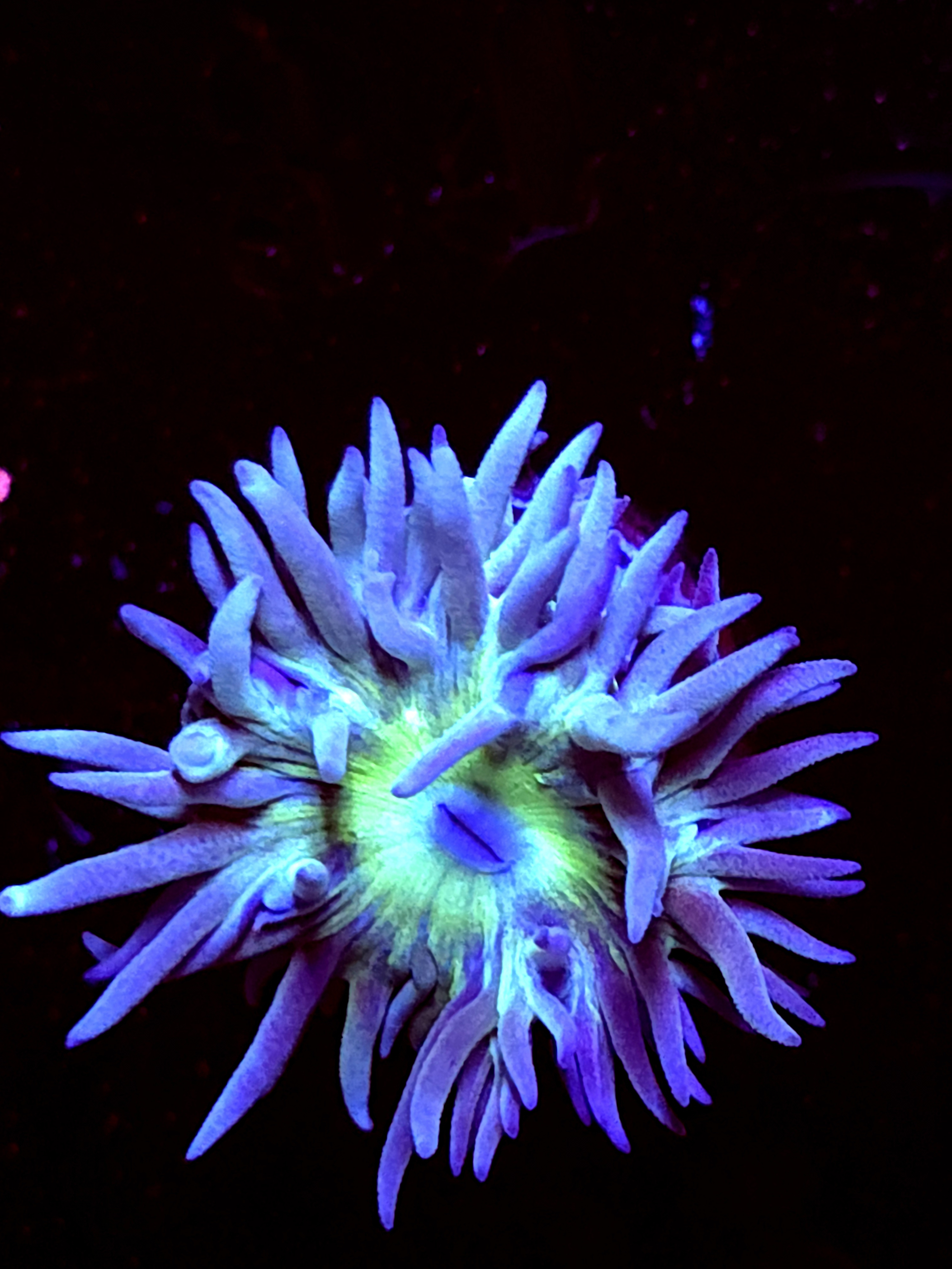 SBB "Duncan Coral" 1 Head