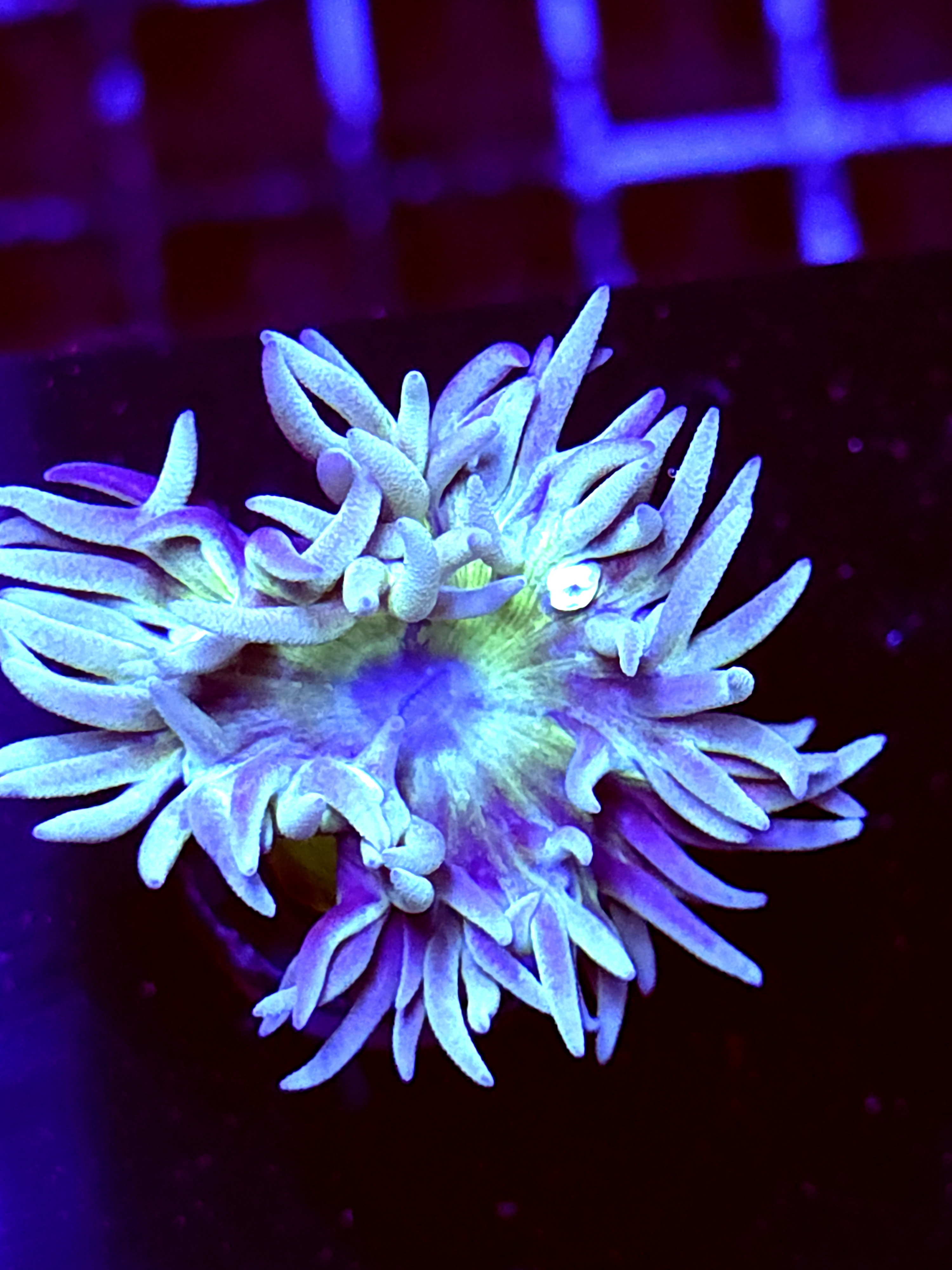 SBB "Duncan Coral" 1 Head