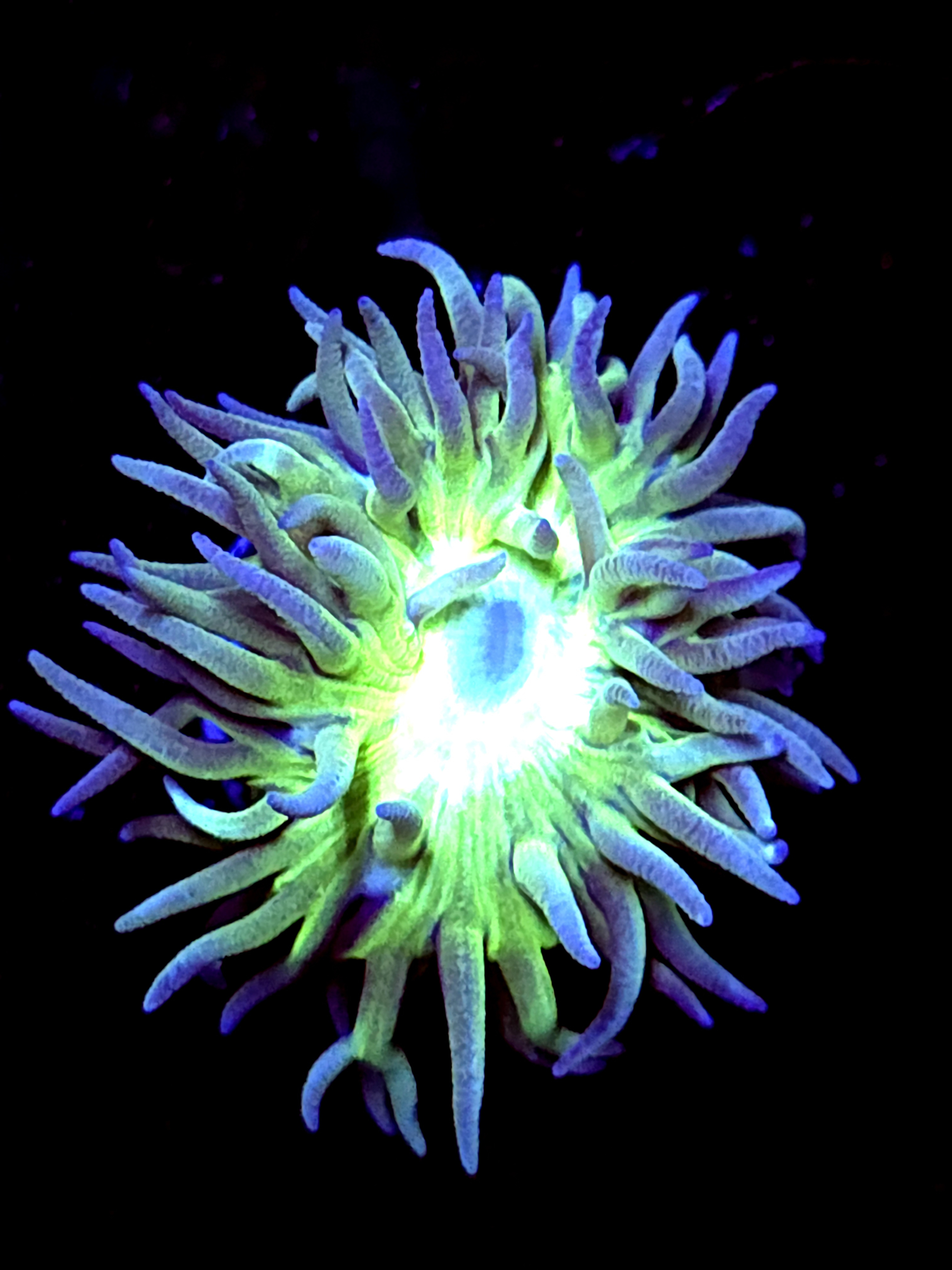 SBB "Duncan Coral" 1 Head