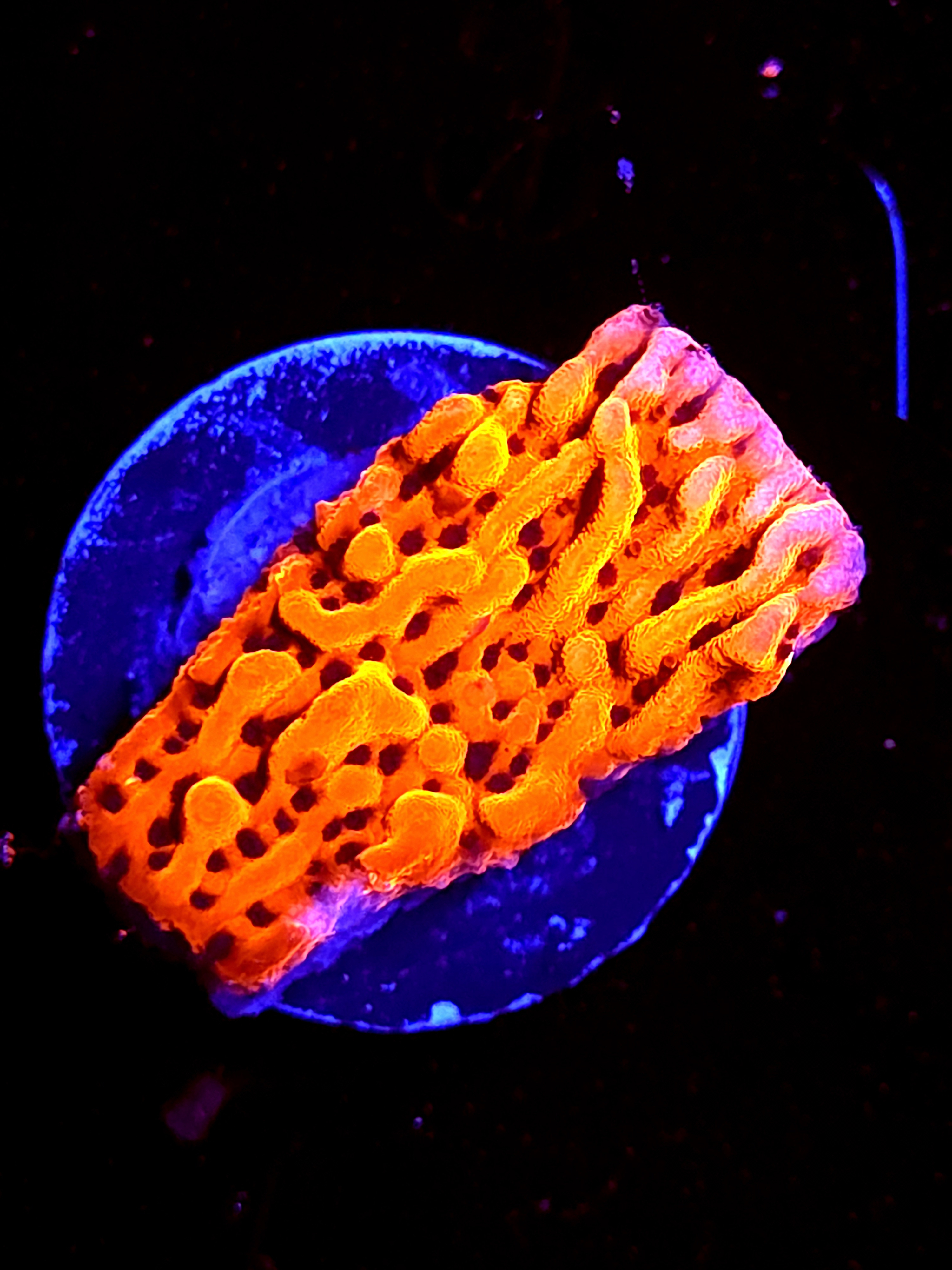 SBB "Cherry Tree" Medium Monti