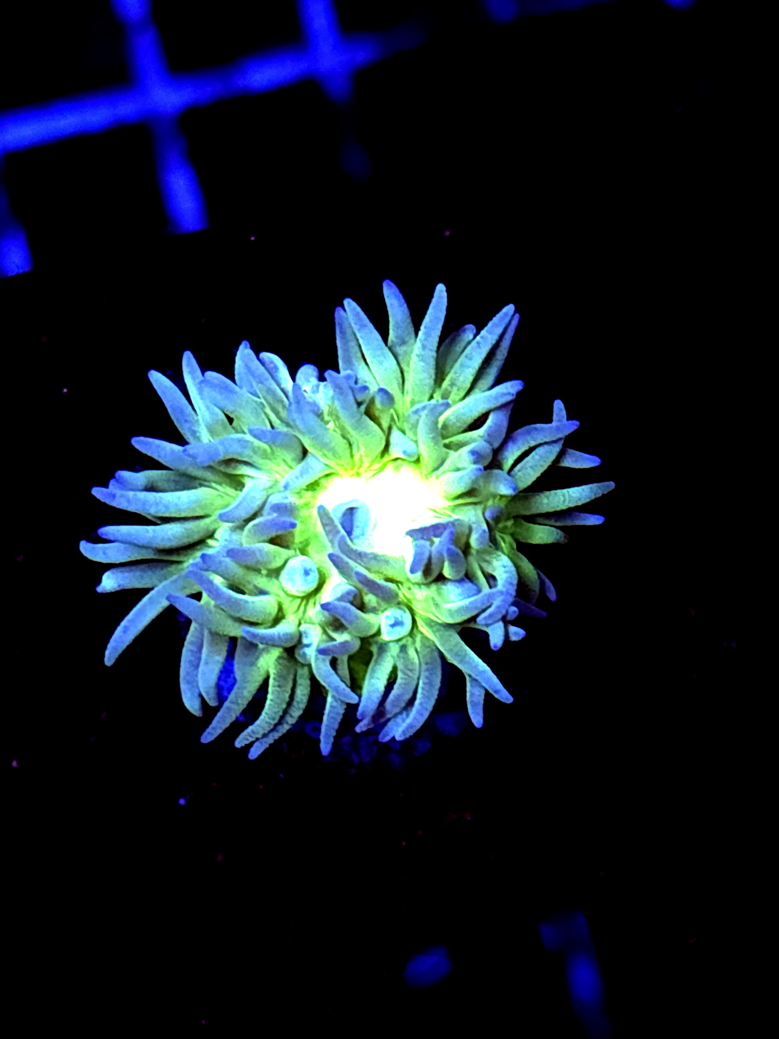 SBB "Duncan Coral" 1 Head