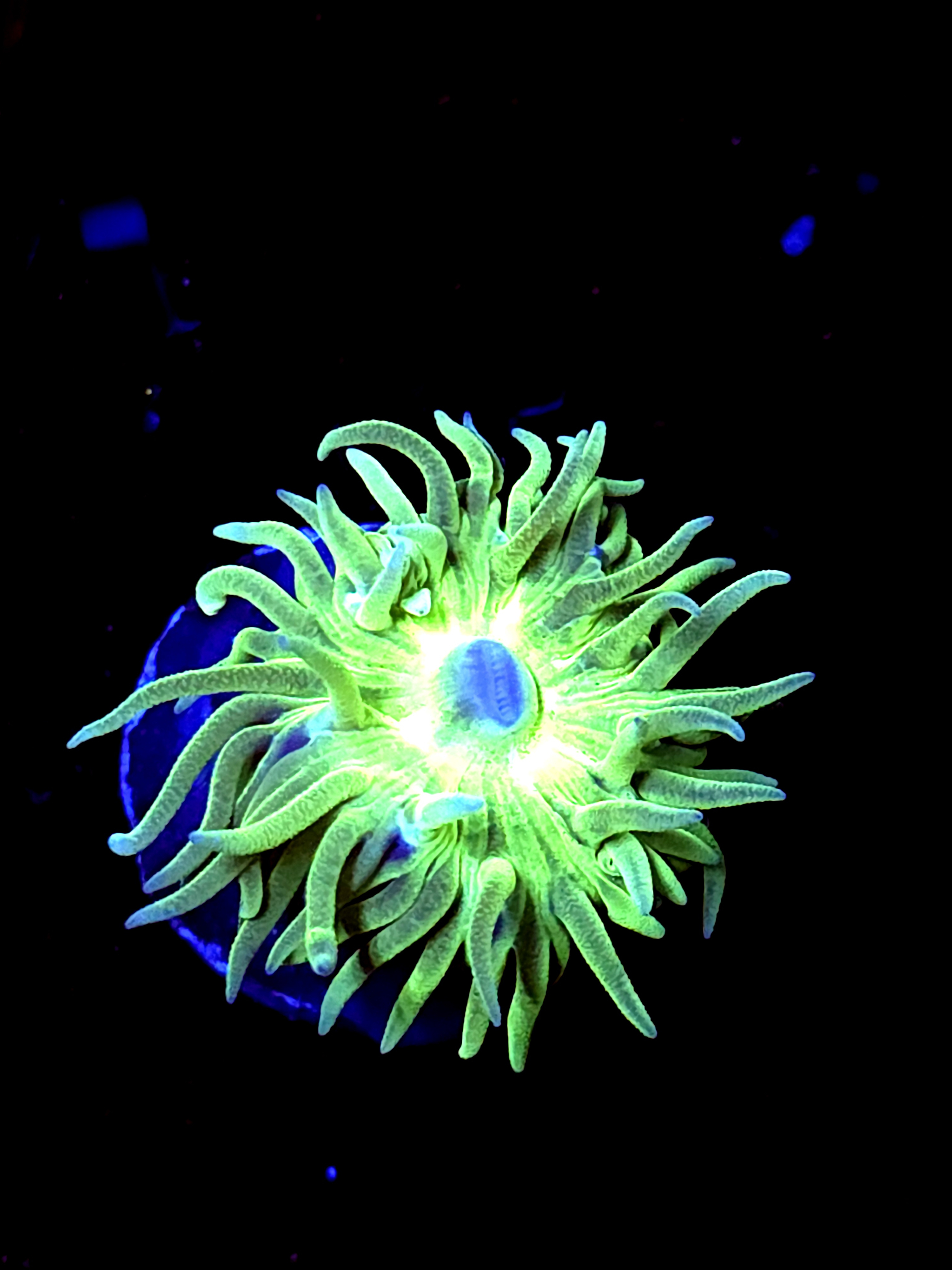 SBB "Mystery Signature" 1 Head