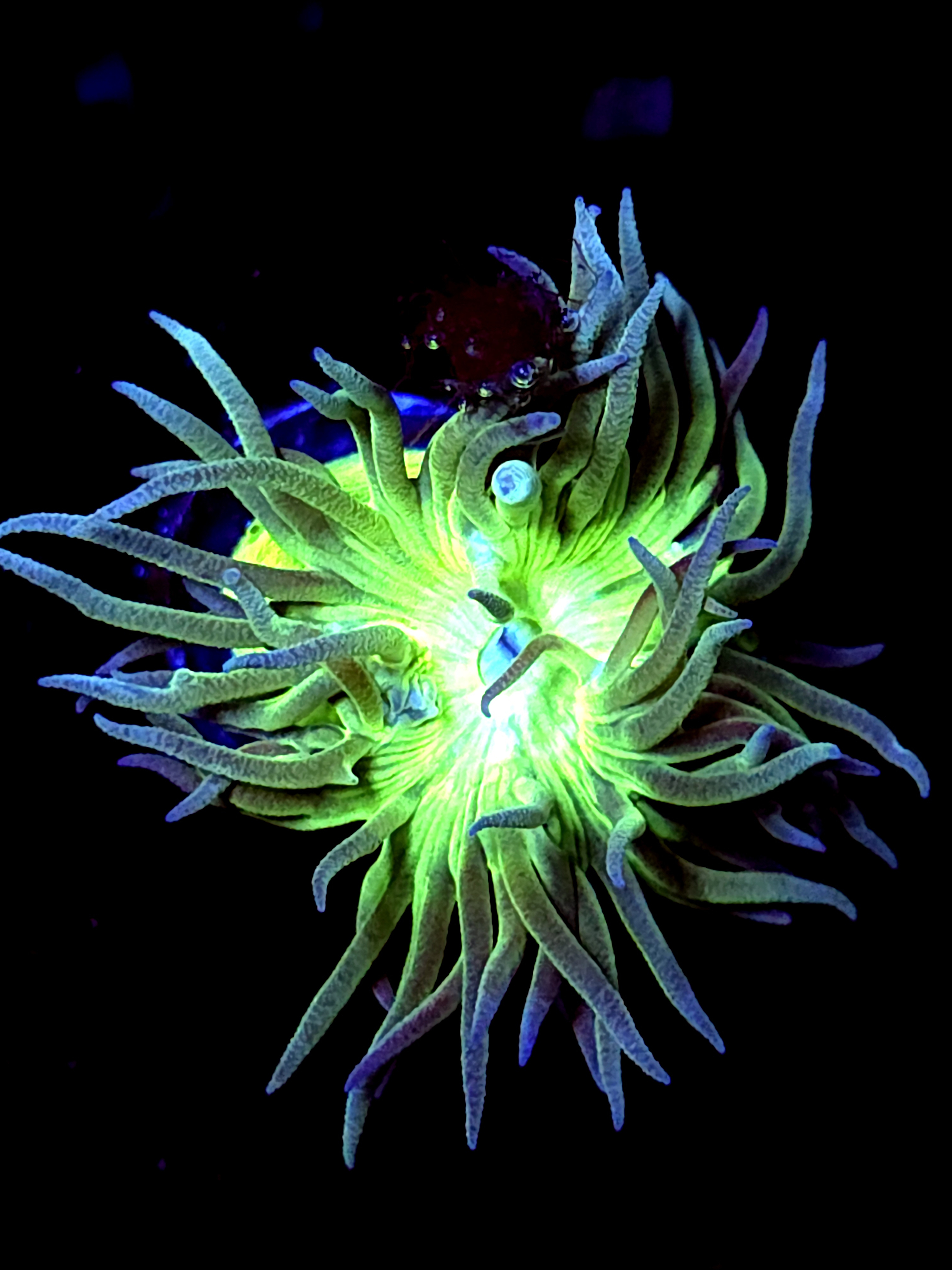 SBB "Duncan Coral" 1 Head