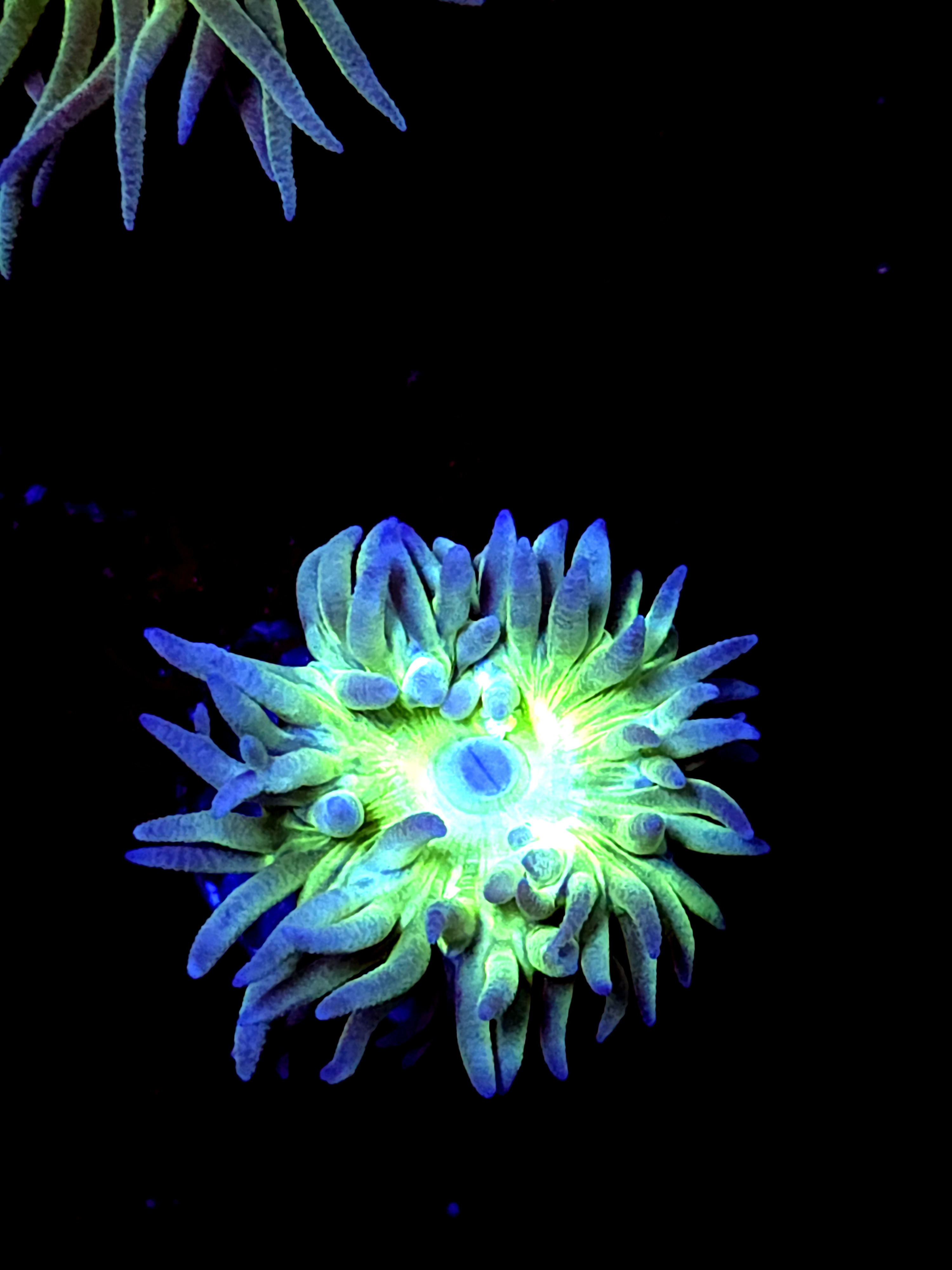 SBB "Duncan Coral" 1 Head