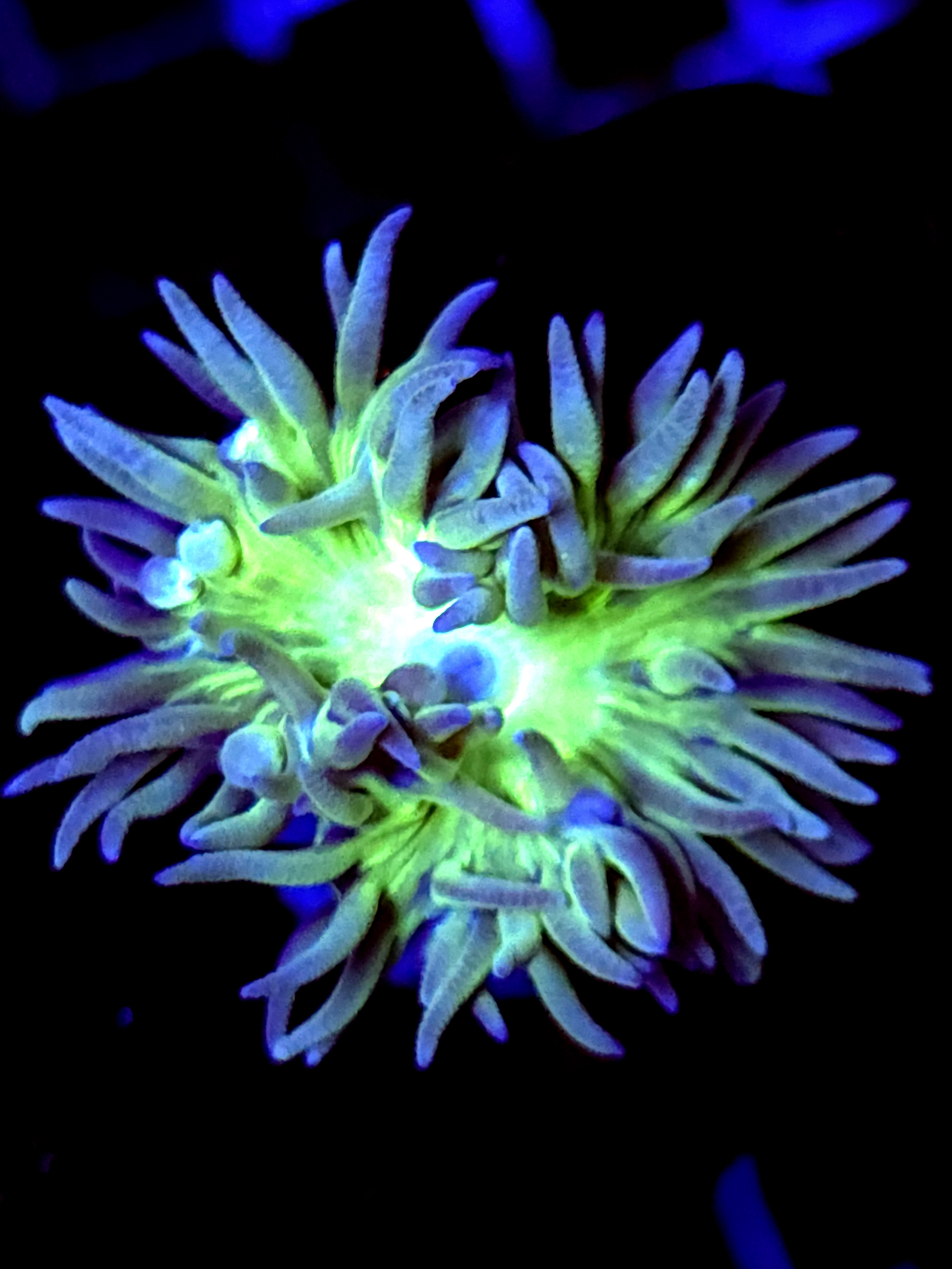 SBB "Duncan Coral" 1 Head