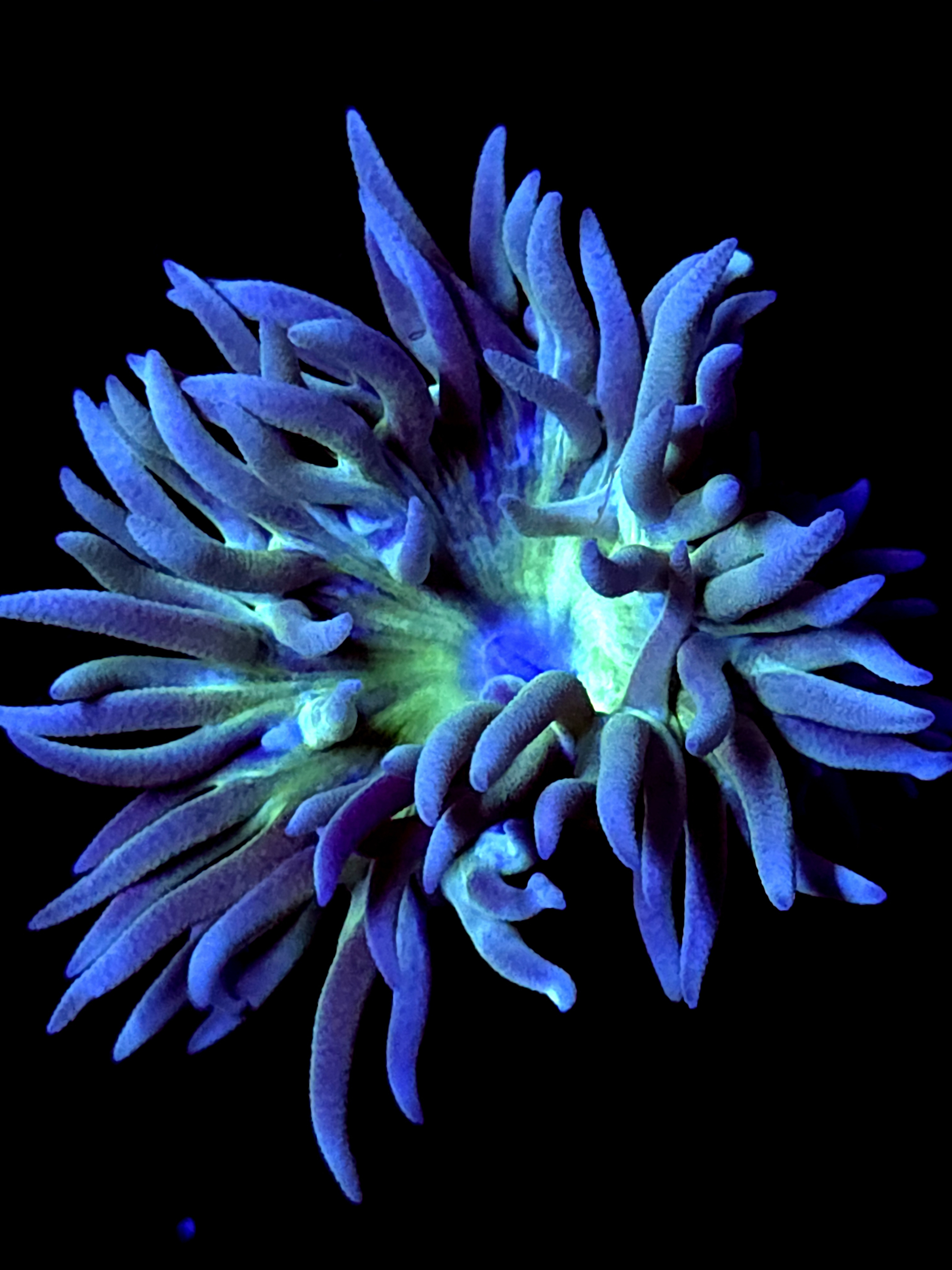 SBB "Duncan Coral" 2 Heads