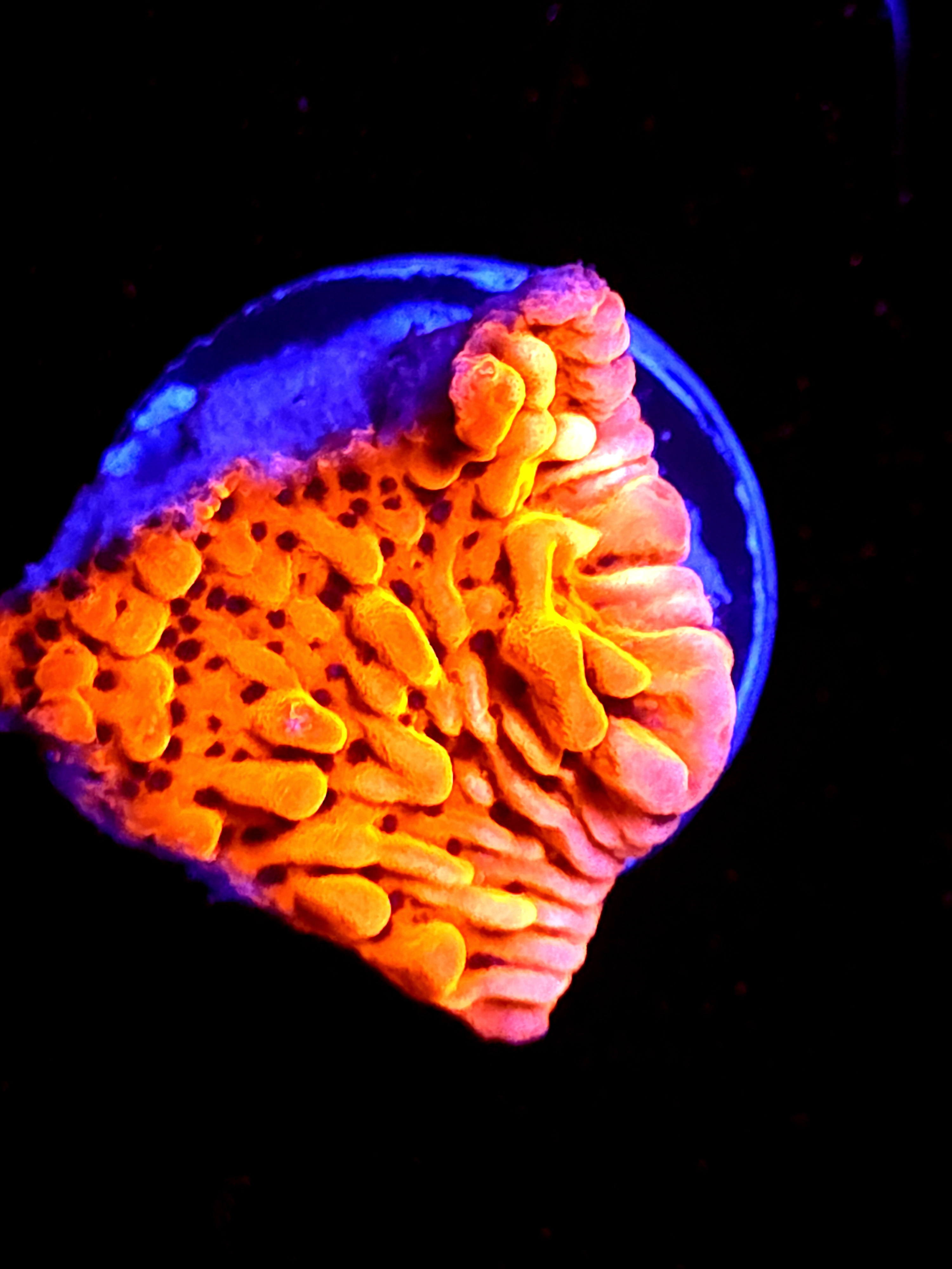 SBB "Cherry Tree" Medium Monti