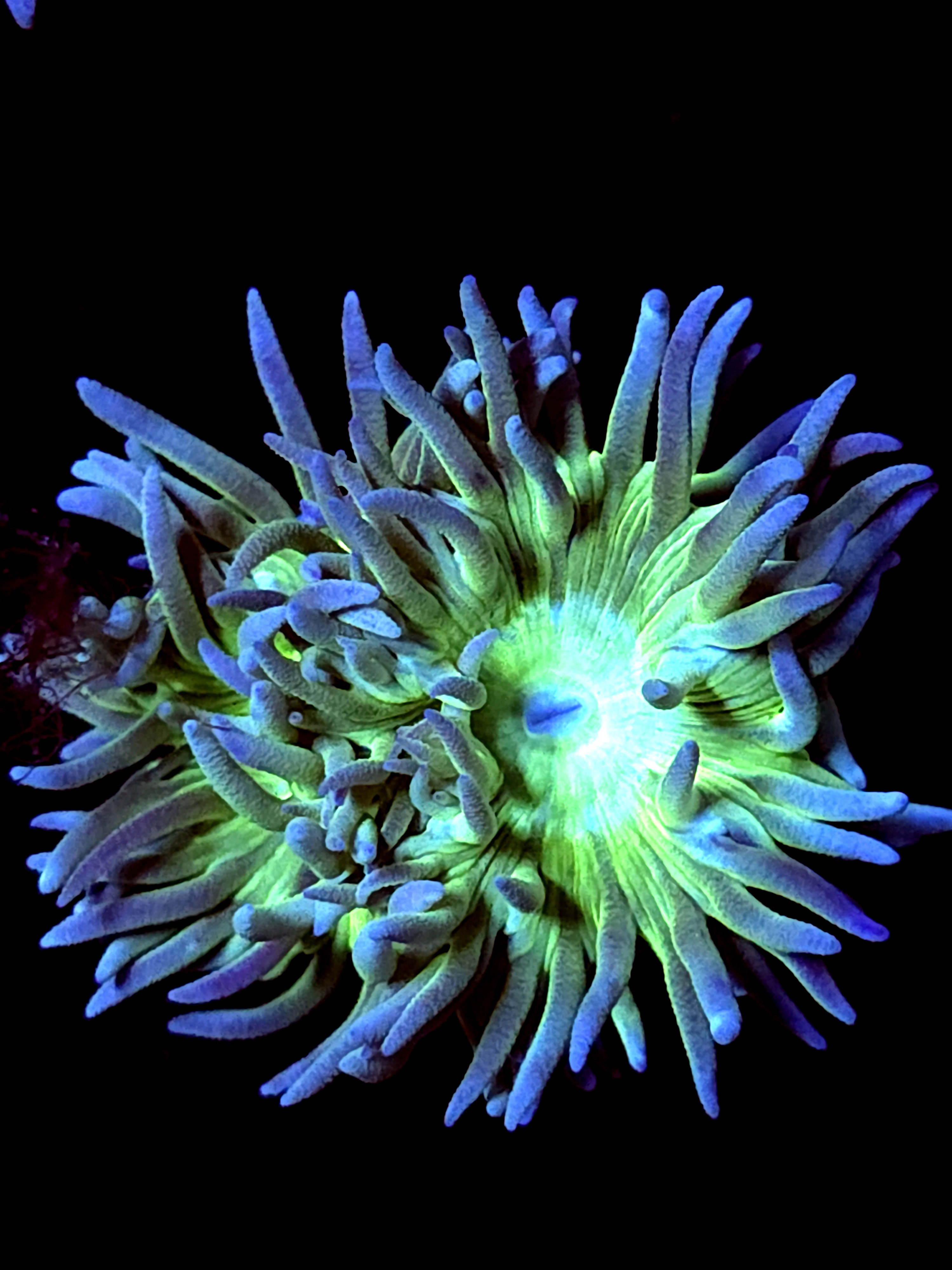 SBB "Mystery Signature" 2 Heads