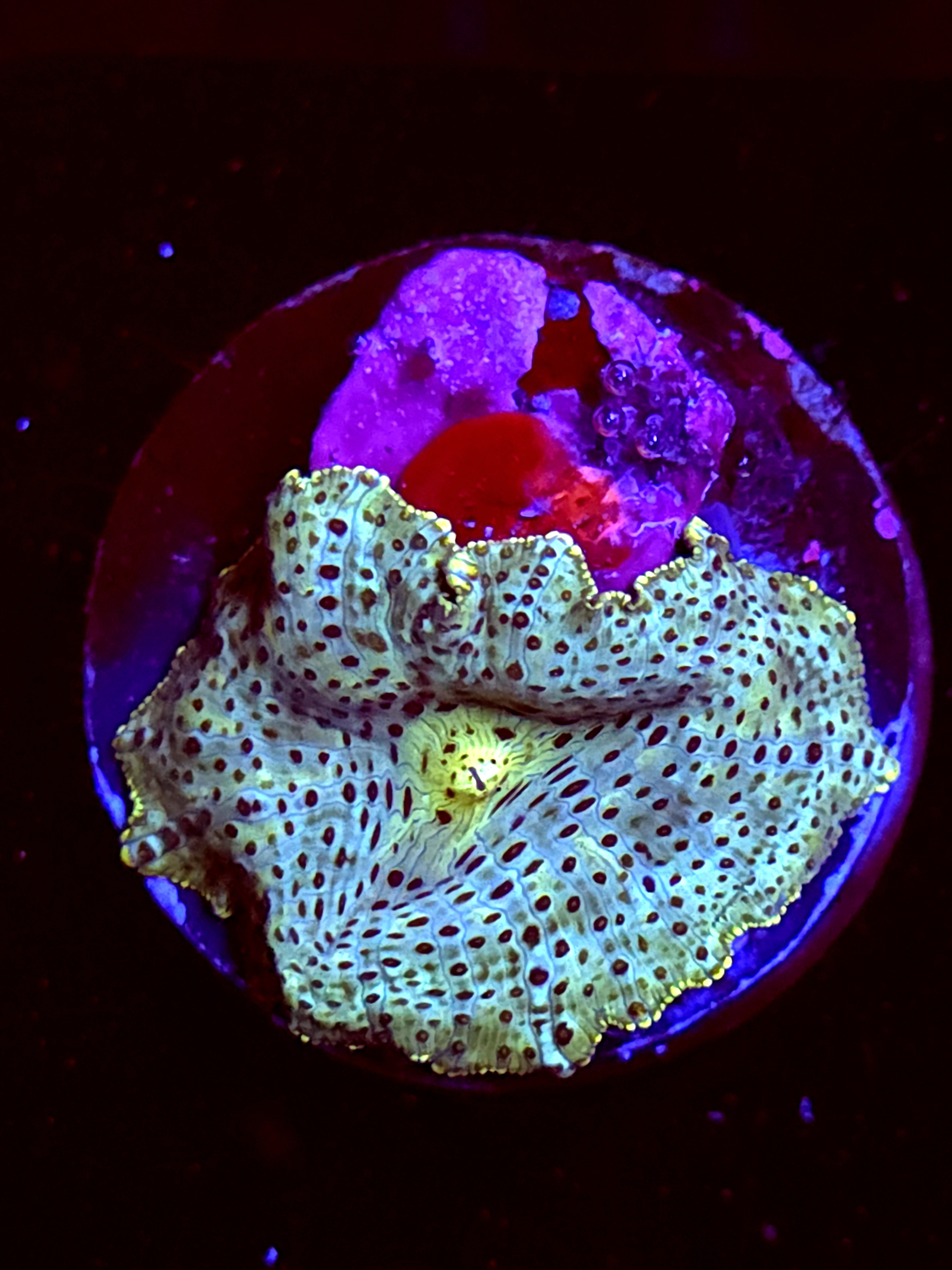 SBB "Radiant Crown" Mushroom Medium