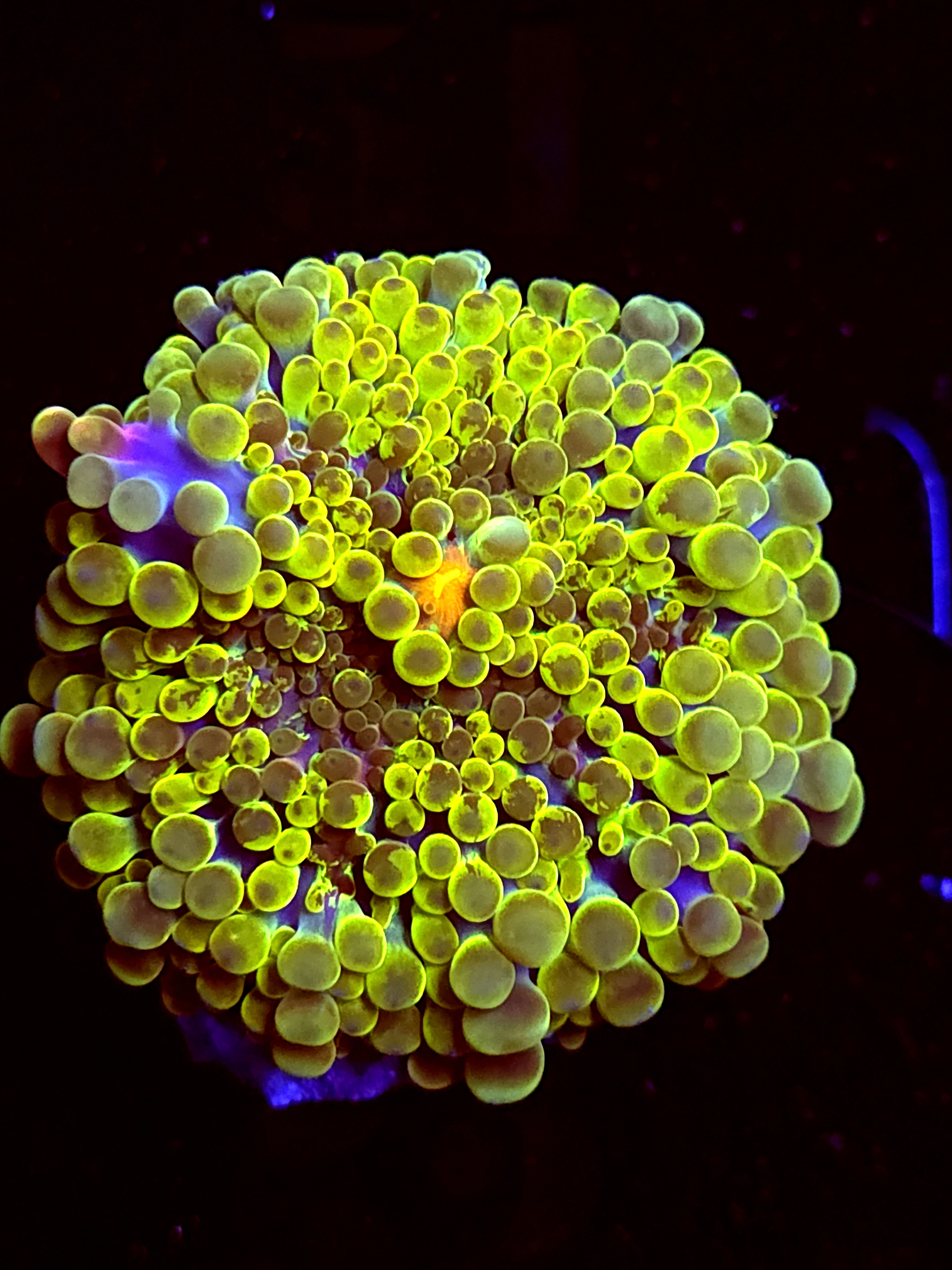 SBB "Green Splash" Mushroom Large