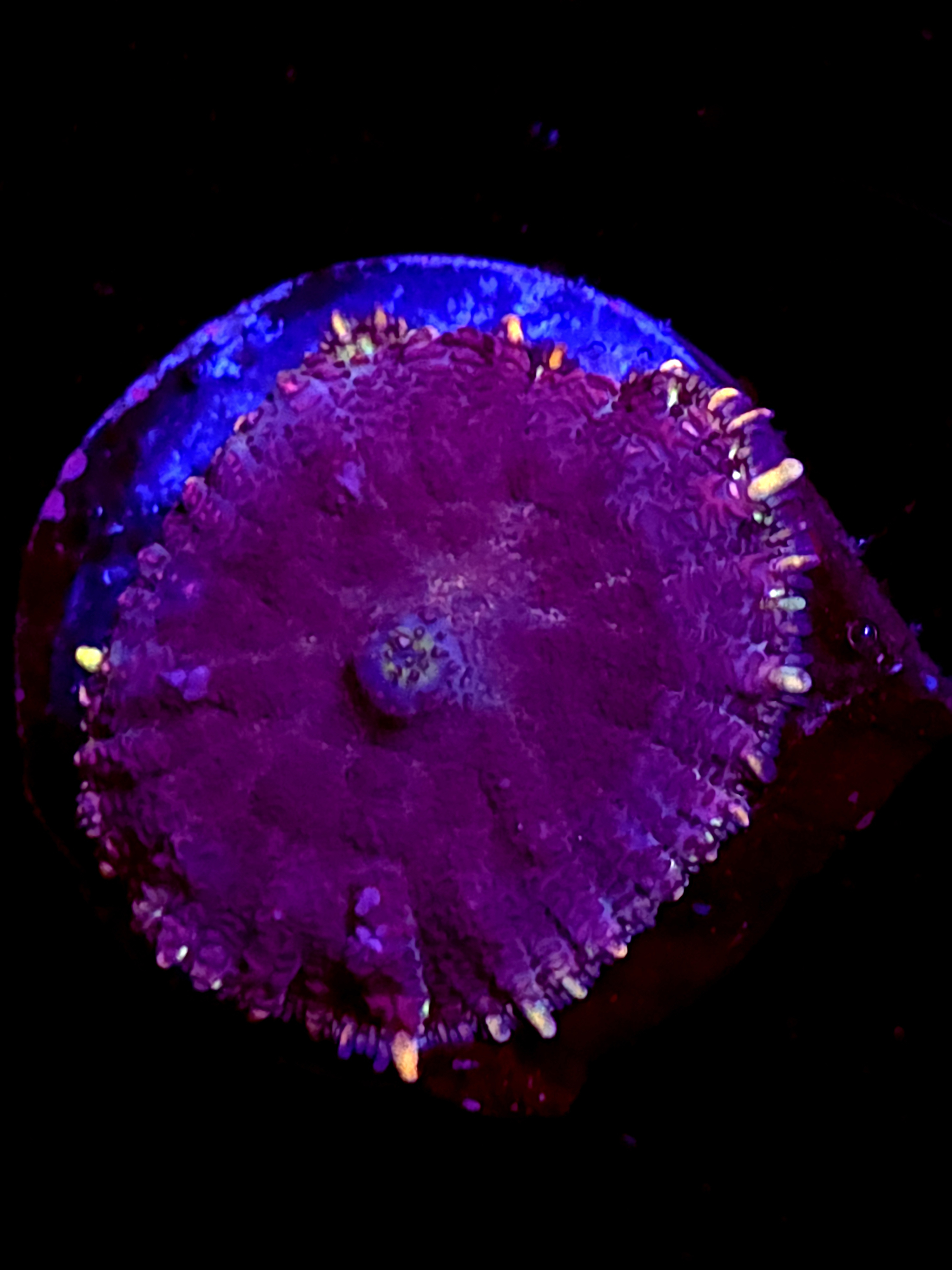 SBB "Photon Rift" Mushroom Medium